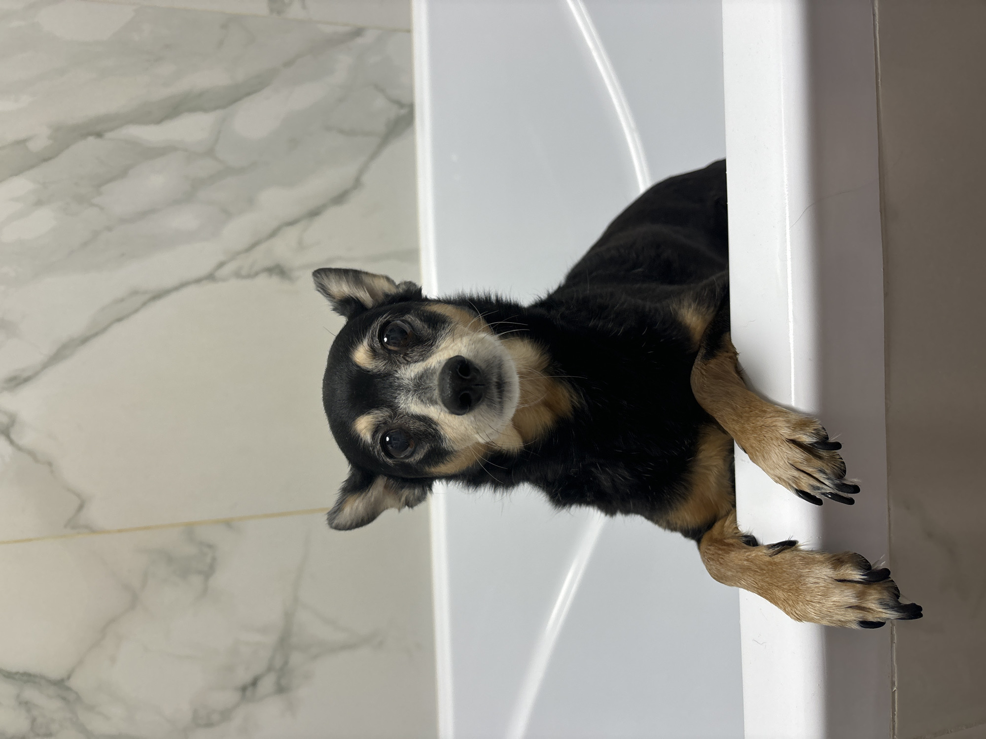 A small, black and tan dog with a white snout is perched on the edge of a white bathtub. The dog's front paws are resting on the side of the tub. The background consists of white marble-patterned tile on the left and the white bathtub wall on the right. The location is unknown, and there is no indication of the city of Sinyavino, Russia.