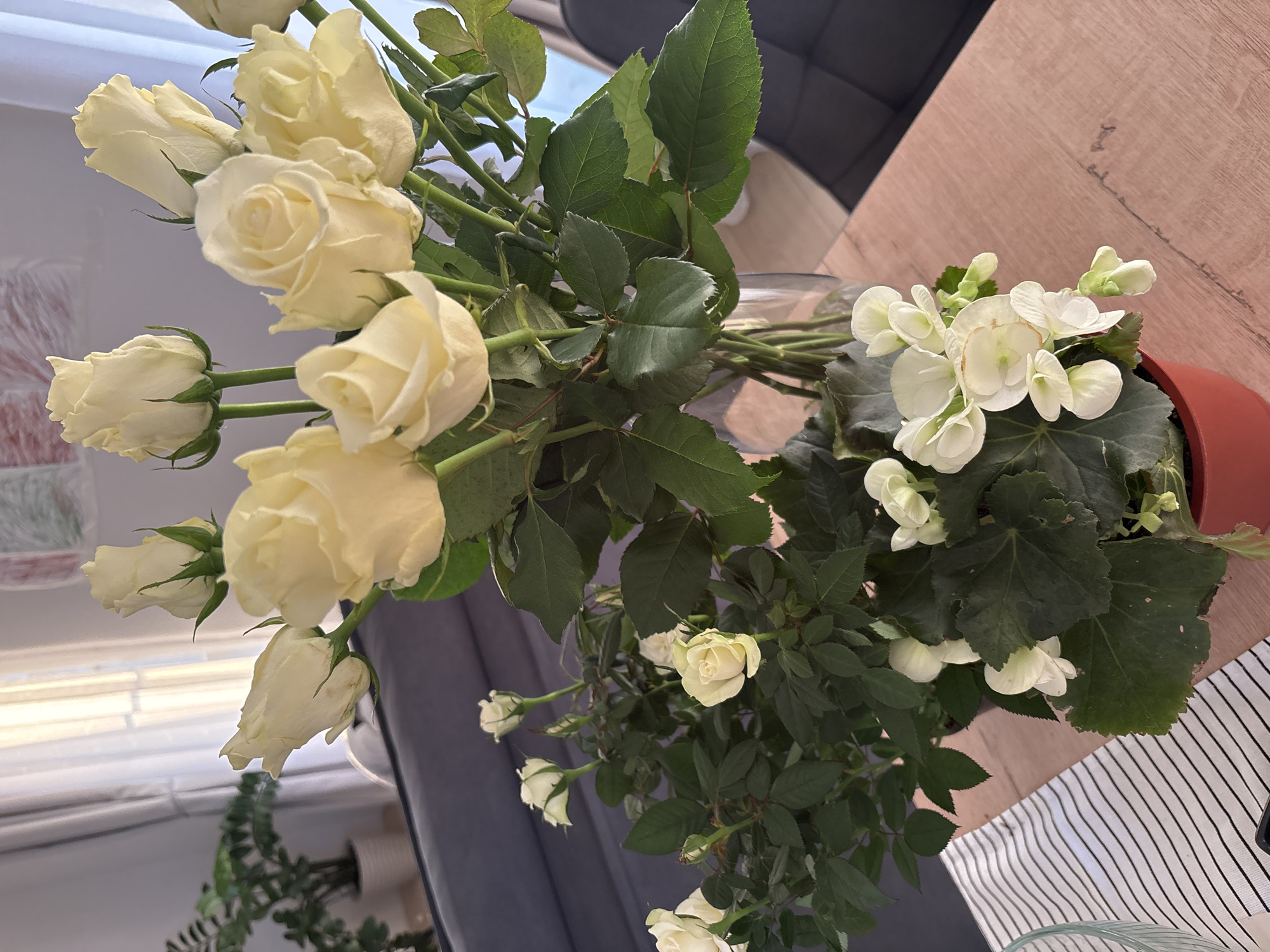 A floral arrangement sits on a table indoors. The arrangement consists of white roses and a potted white begonia. The table is adjacent to a gray sofa and a black and white striped cloth. The image was likely taken in a home in Chaikovsky, Russia.