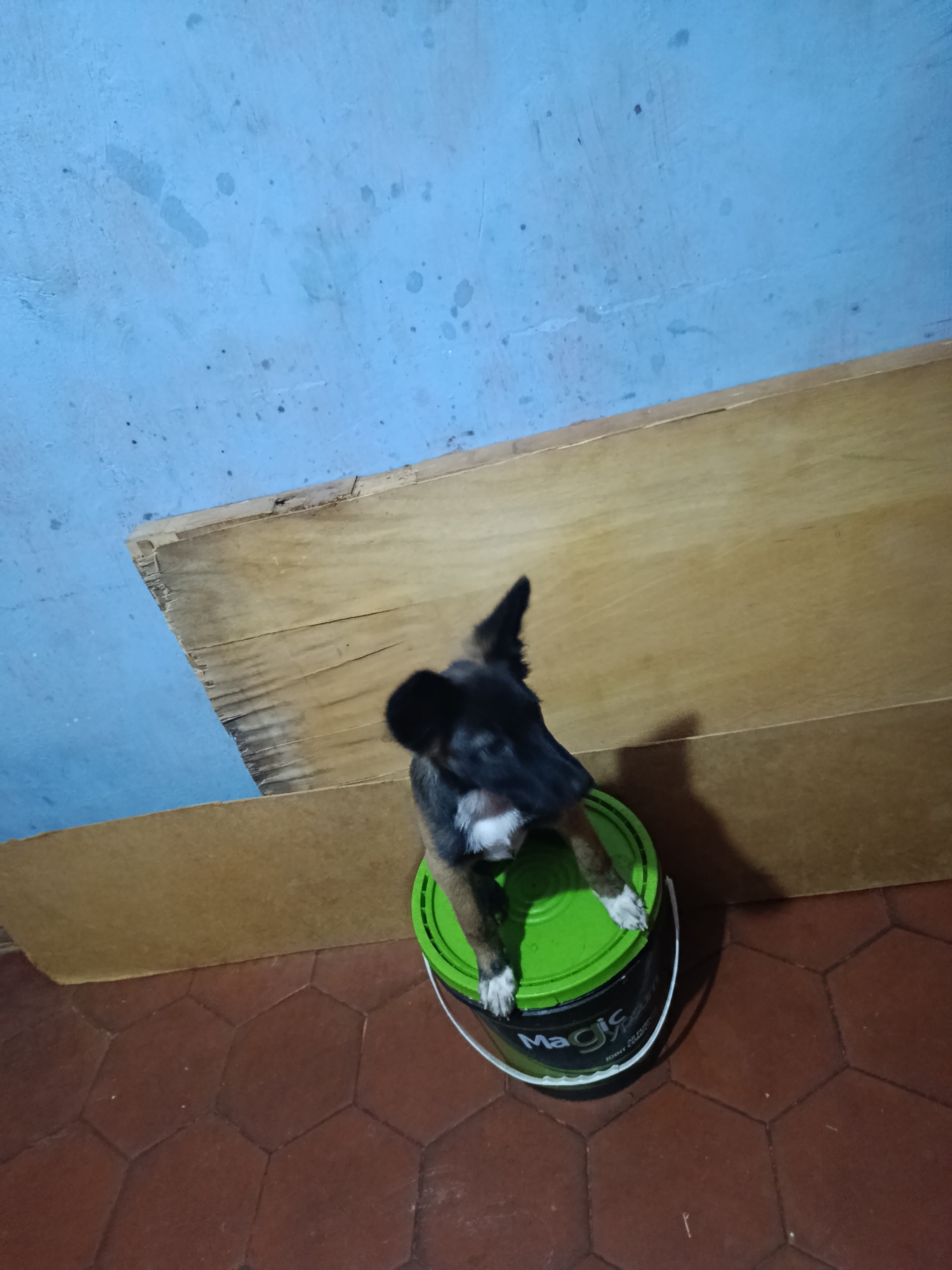A young, mixed-breed dog with black, brown, and white markings is perched on top of a green-lidded bucket. The bucket has "Magic" printed on its side, along with other illegible text. The dog is looking upwards and to the right, with its front paws resting on the lid. The bucket sits on a hexagonal tiled floor, which appears to be a terracotta color. Behind the bucket, a piece of unfinished wood planks is leaning against a blue-painted wall. The scene suggests an indoor setting, possibly a workshop or storage area, though no specific location within Juan Griego, Venezuela, can be determined from the visual evidence alone.