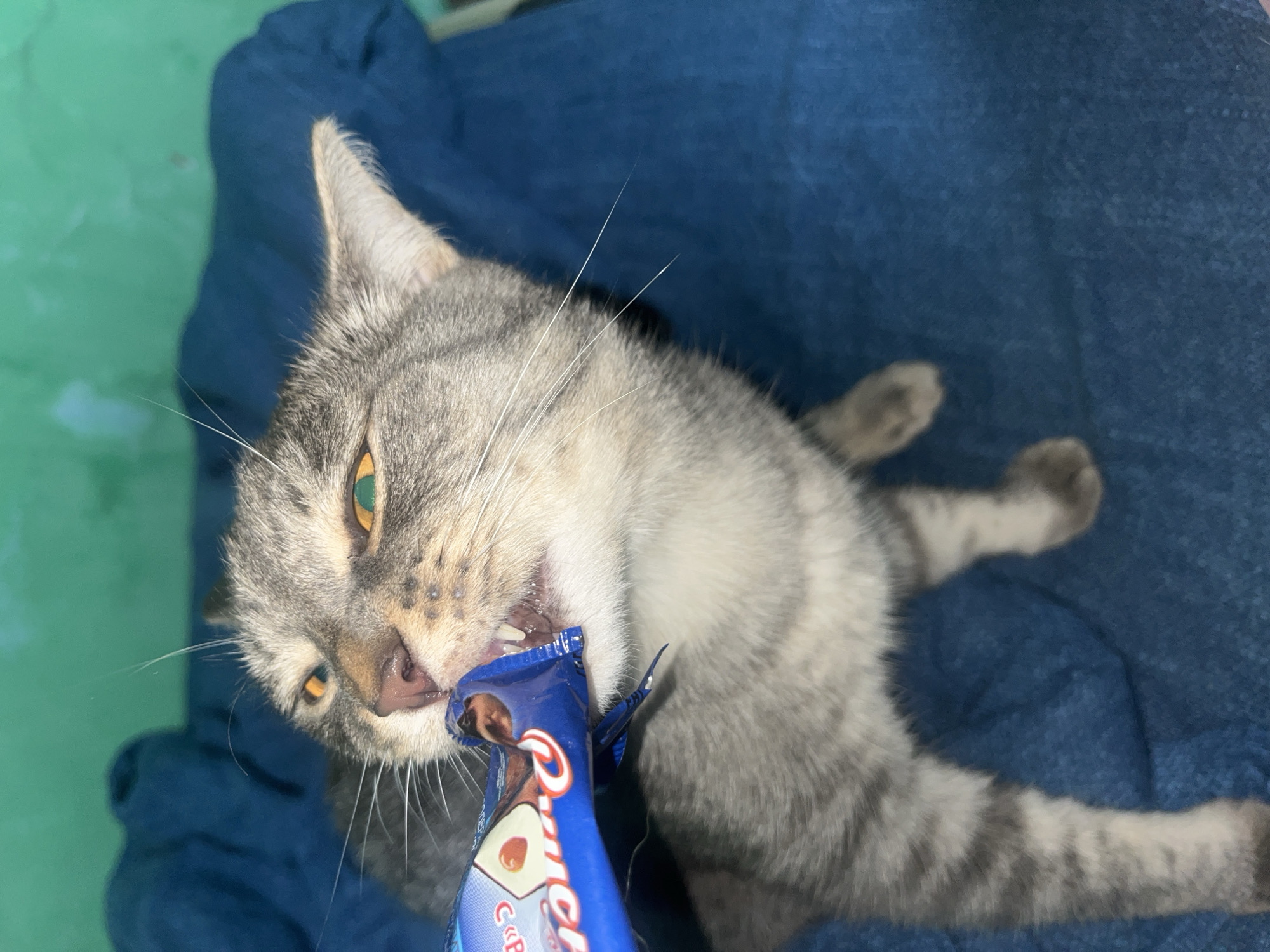 A close-up shot captures a tabby cat with green eyes biting into the wrapper of a chocolate bar. The cat's mouth is open, revealing its teeth as it grips the blue and white wrapper. The cat is positioned on a dark blue, textured surface, possibly a blanket or piece of furniture. The background is a solid teal color. No location in Nizhny Tagil, Russia is identifiable.