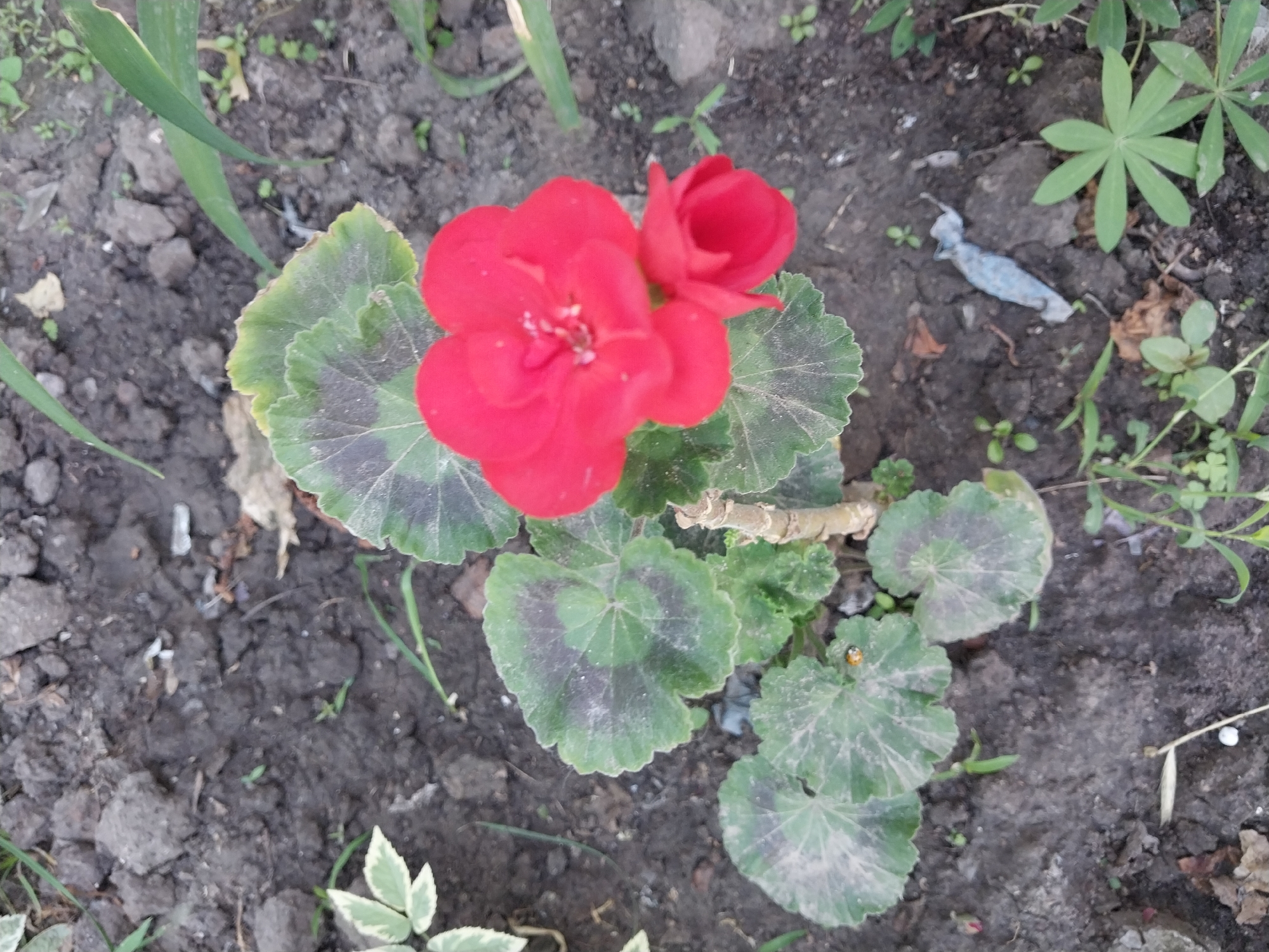 The image shows a close-up view of a red begonia flower with green, heart-shaped leaves. The flower is in bloom, with a cluster of petals and stamens visible at the center. A single ladybug is present on one of the leaves. The plant is situated in dark soil, with some dry leaves and small green plants scattered around. The background is out of focus, but appears to be a garden or outdoor setting. The image does not contain any information that would allow for identification of its location within the city of Dnipro, Ukraine.