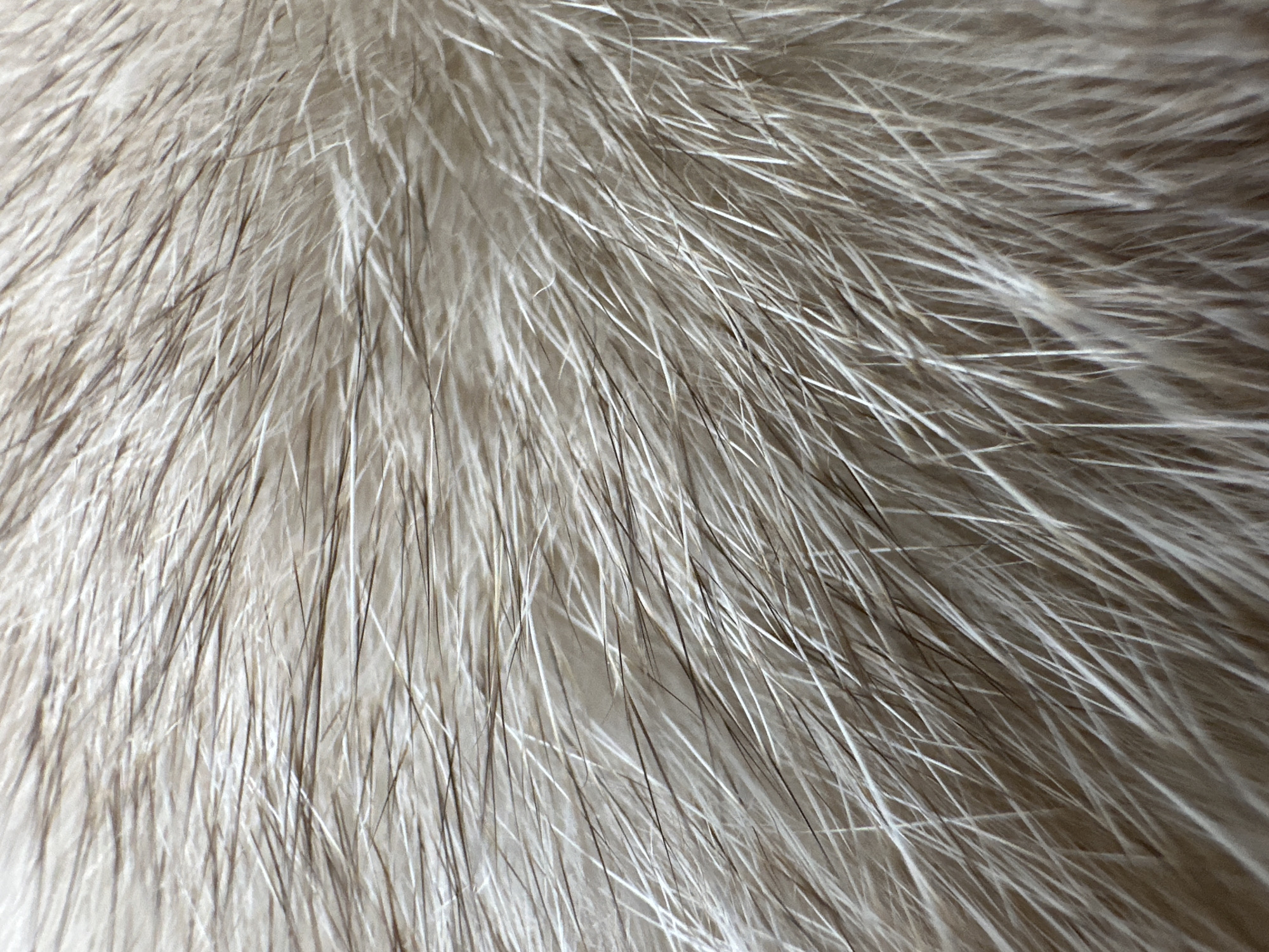The image shows a close-up view of animal fur. The fur appears to be primarily white with darker, possibly brown or gray, underfur or tips. The fur strands are fine and densely packed, with a slightly directional orientation. No information regarding location is available.