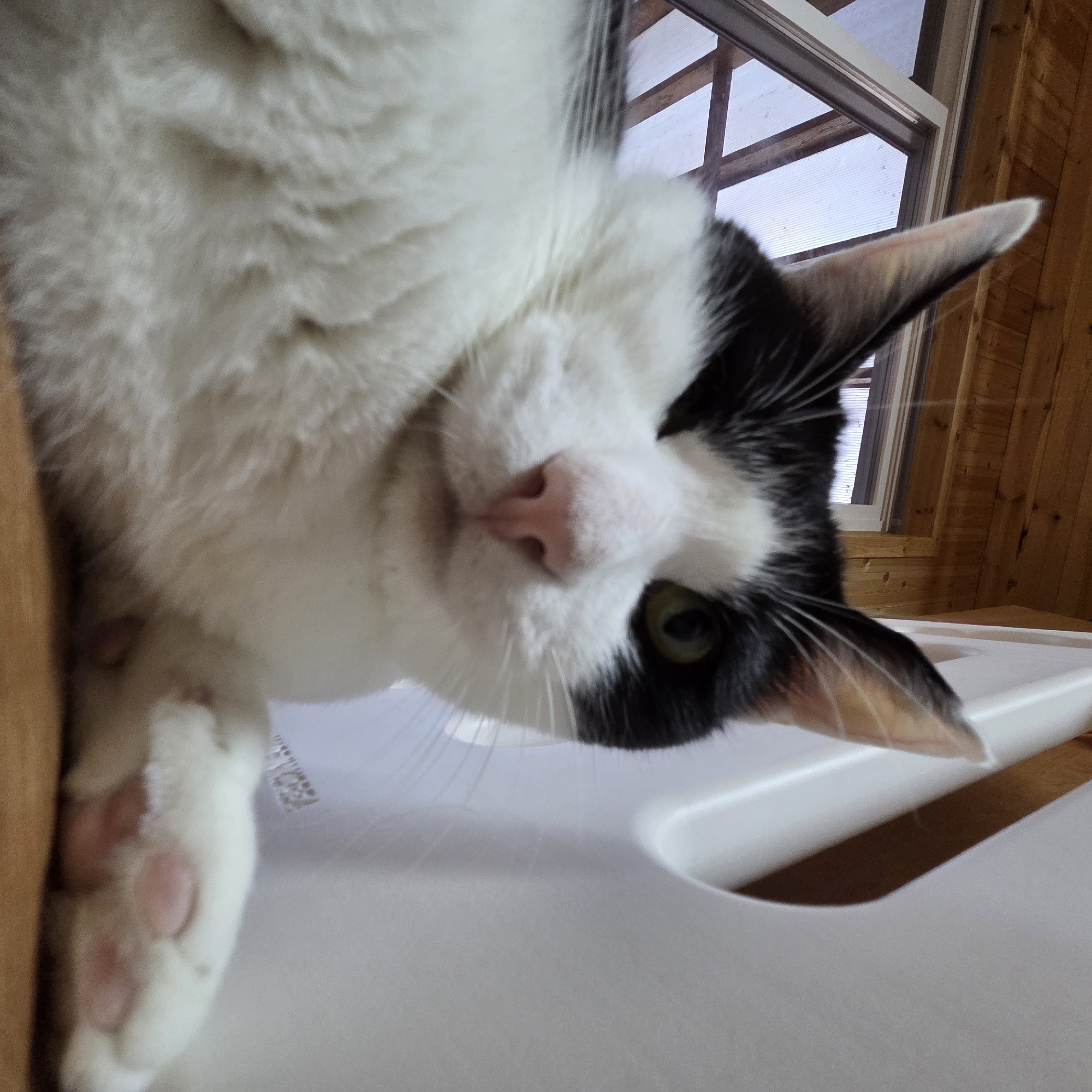 The image shows a black and white cat lying down, looking directly at the camera. The cat is missing its left eye. The background appears to be a room with wooden walls and ceiling, and a window with a clear, possibly polycarbonate, material. A white object, possibly a piece of furniture, is to the right of the cat. The cat's right paw is resting on a wooden surface in the foreground. The overall impression is that this is an indoor scene.