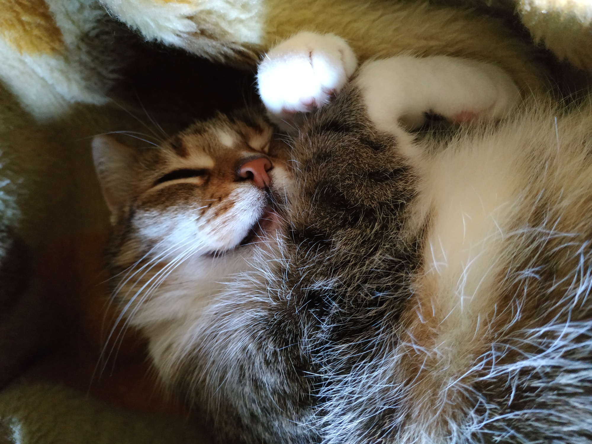 A cat is sleeping on a yellow and tan blanket. The cat has brown and white fur on its face and body, and white paws. The cat's eyes are closed, and it appears relaxed. There is no evidence to suggest that this image was taken in Dortmund, Germany.