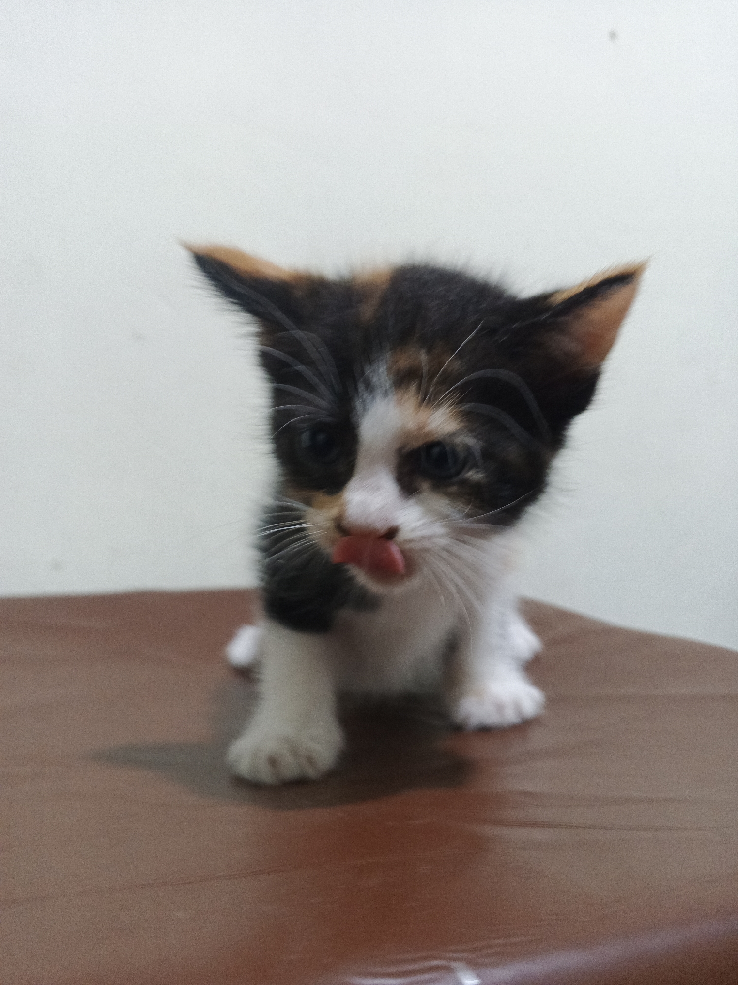 A calico kitten with black, white, and orange markings is sitting on a brown surface, with its tongue sticking out. The background is a plain, light-colored wall. The kitten is facing the camera and appears to be young, with its eyes open and alert. Its ears are pointed upwards. The brown surface it is sitting on has a slightly reflective quality. This image was taken in the city of Penambangan, Indonesia.