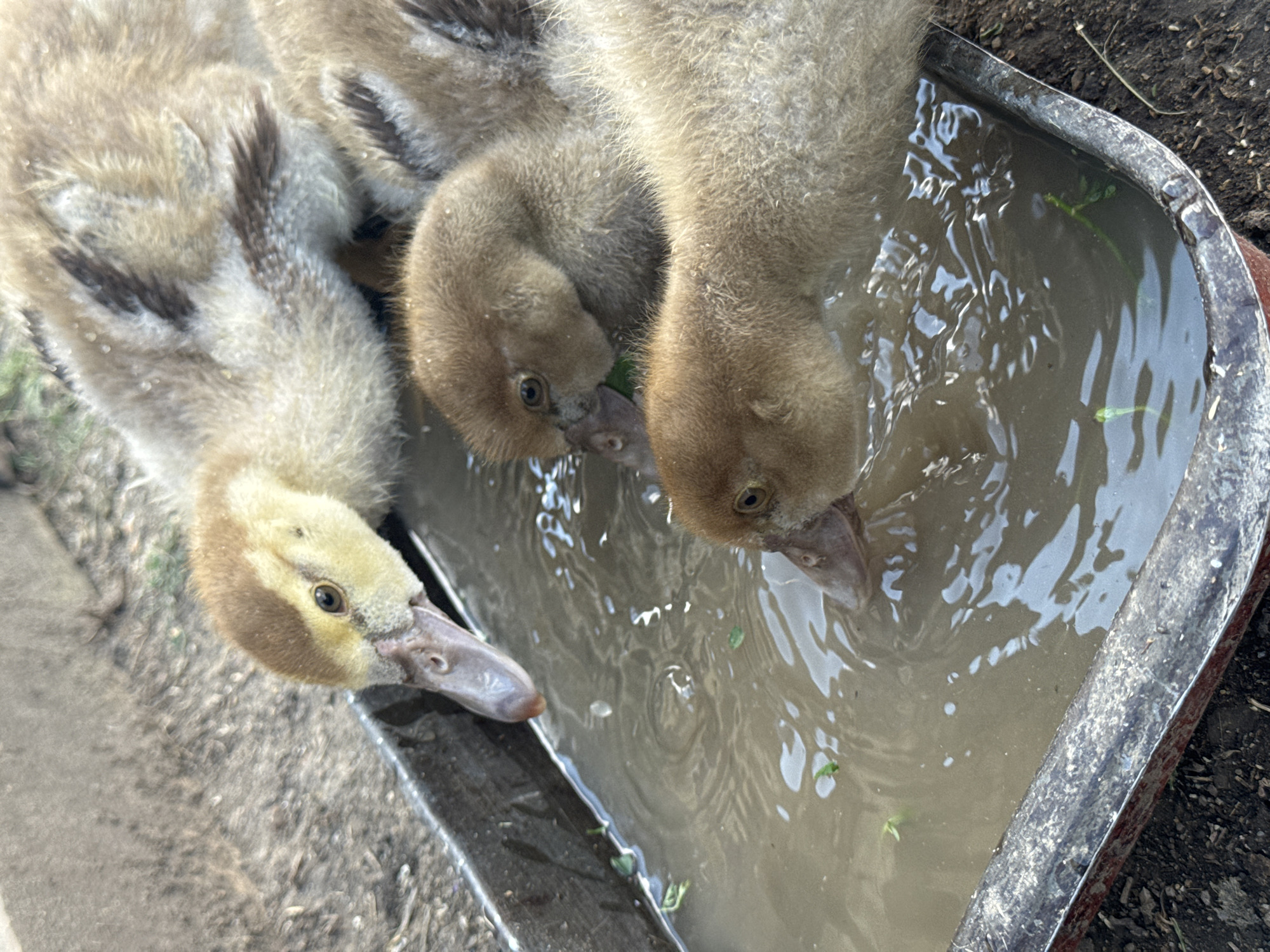 The image shows four ducklings drinking water from a shallow metal trough filled with murky water. The ducklings have fluffy, brown and tan downy feathers and appear to be very young. One duckling, in the foreground, is mostly submerged in the water, with its head bent down to drink. Another duckling, slightly behind it, is also drinking, with its beak in the water. A third duckling is visible to the left, with its head above the water. A fourth duckling is in the background, mostly obscured by the others, but its head and neck are visible. The trough is resting on the ground, which appears to be dirt and possibly some gravel. There are a few small green plant fragments floating in the water. The lighting suggests it is daytime, possibly outdoors. The location is unknown.