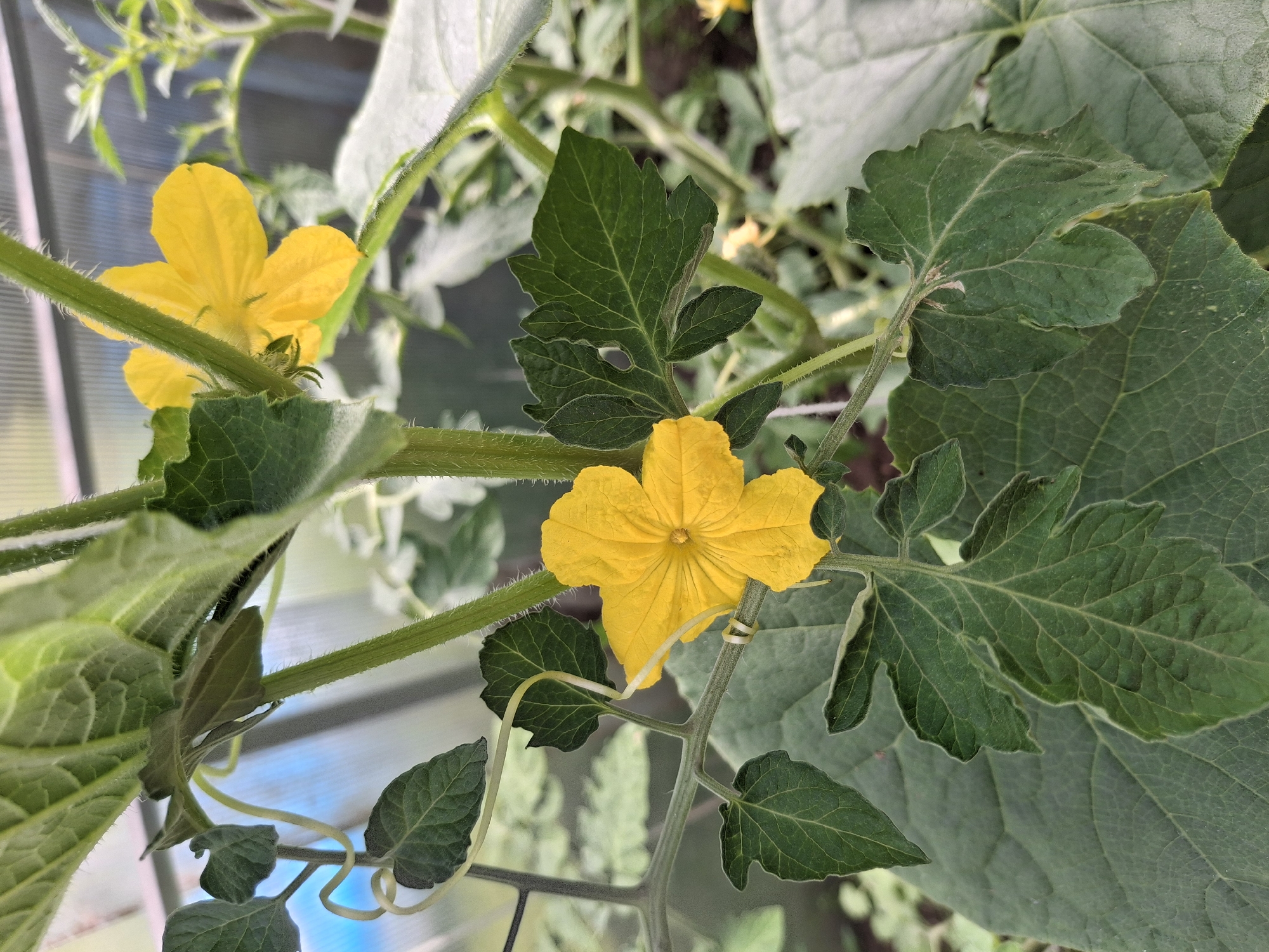 A close-up photograph captures a vibrant yellow cucumber flower blooming on a vine. The flower, with its five petals, is centrally positioned in the frame, its delicate structure contrasting with the broad, green leaves surrounding it. The vine's stem, covered in fine hairs, snakes through the foliage. In the background, the soft blur of more green leaves and the translucent material of a greenhouse suggest an agricultural setting. The image was taken in the city of Ogre, Latvia.