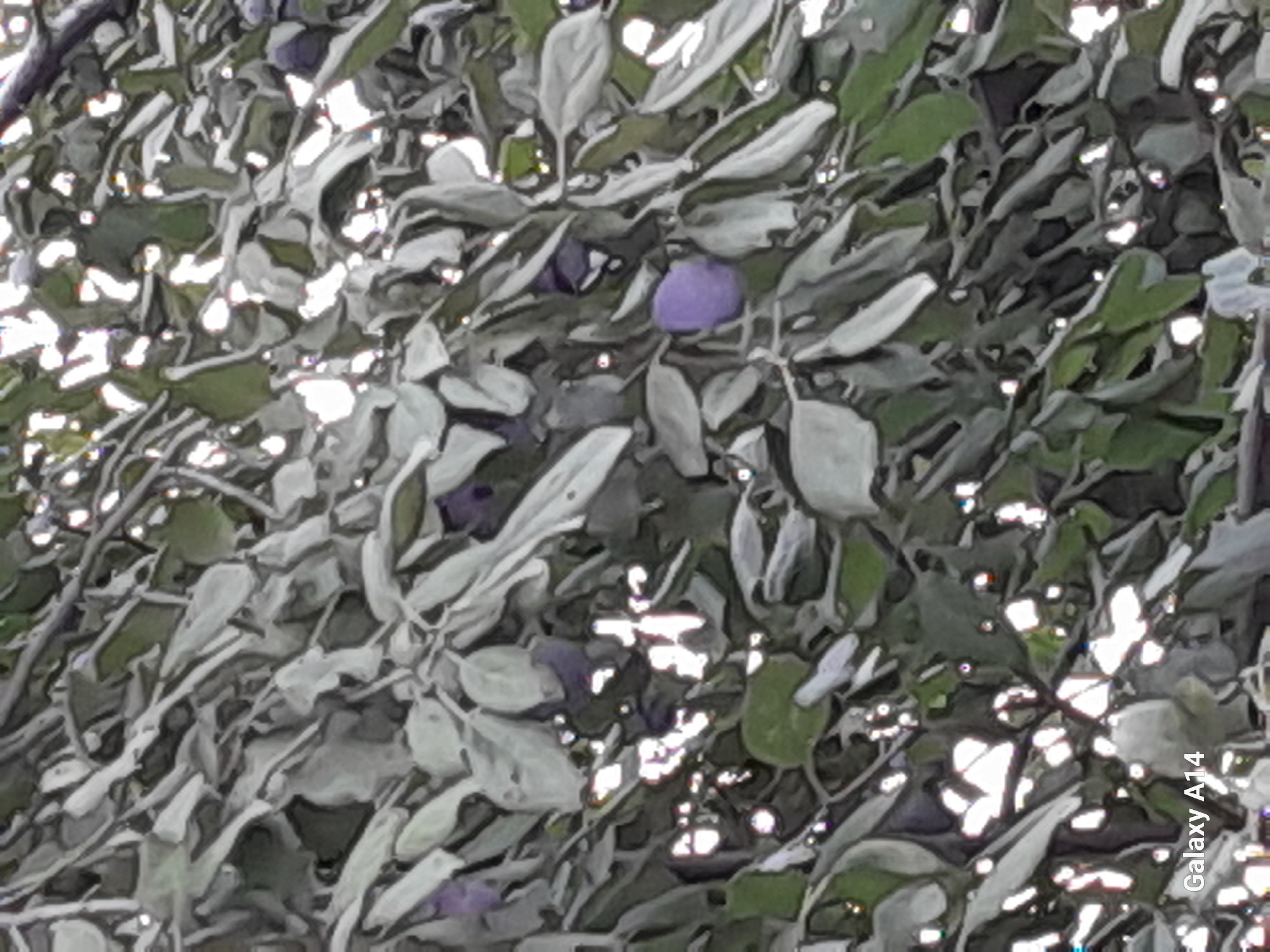 A close-up, low-angle shot shows a dense canopy of leaves and branches from a tree. Several small, round, purple fruits are visible among the foliage, suggesting it may be a fruit-bearing tree like a plum or cherry. The leaves are predominantly a muted green and grey color, with some lighter, almost white highlights suggesting bright sunlight filtering through. The background is a blur of more leaves and light, creating a sense of depth and texture. The lower left corner of the image contains the text "Galaxy A14", indicating the device used to capture the photo. The scene is natural and appears to be outdoors.