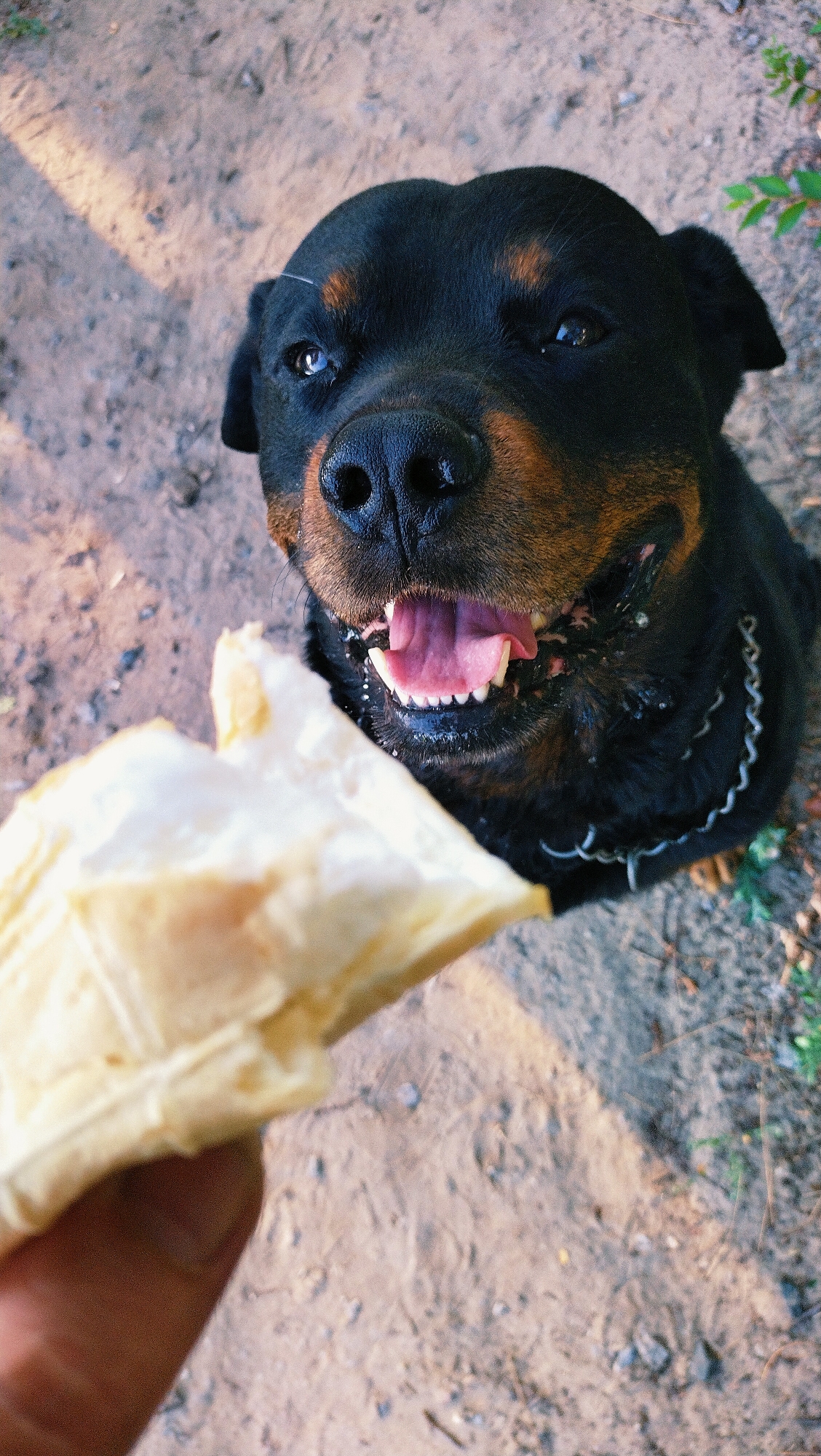 A Rottweiler dog with its mouth open, panting, is looking up at the camera as a person's hand holds a piece of food in front of its face. The dog is outdoors, with dry, sandy ground and some sparse vegetation visible in the background. A metal chain collar is around the dog's neck. The scene appears to be a casual moment in a park or outdoor recreational area in the city of Horishni Plavni, Ukraine.