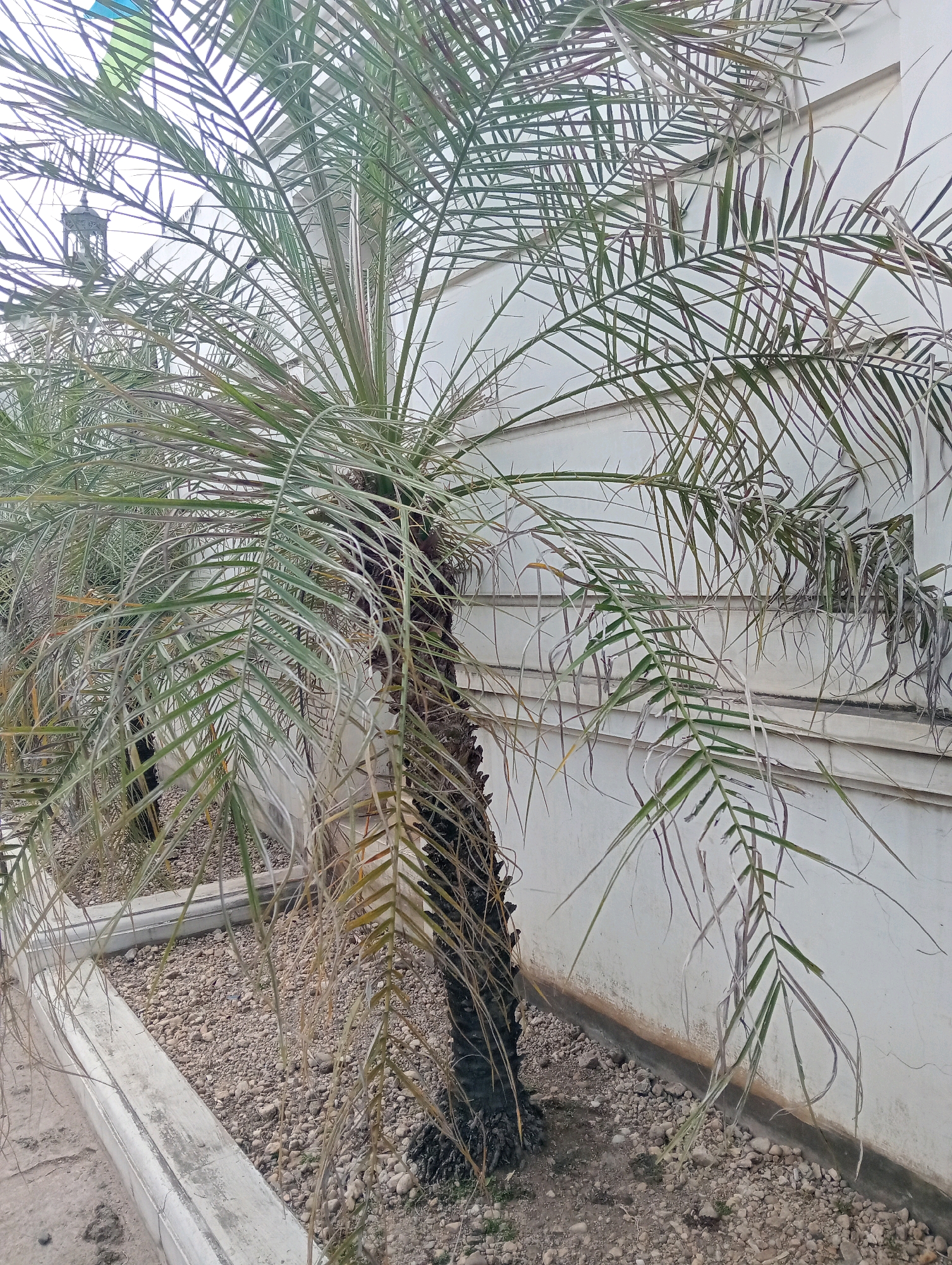 A solitary date palm tree stands in front of a light-colored, textured wall in Pringsewu, Indonesia. The tree has a rough, dark brown trunk and long, thin fronds with a few dry, drooping leaves. The ground around the tree is covered in small, grey pebbles. A concrete border lines a pathway to the left of the tree. In the background, a portion of a building with horizontal white trim is visible. The sky is overcast.