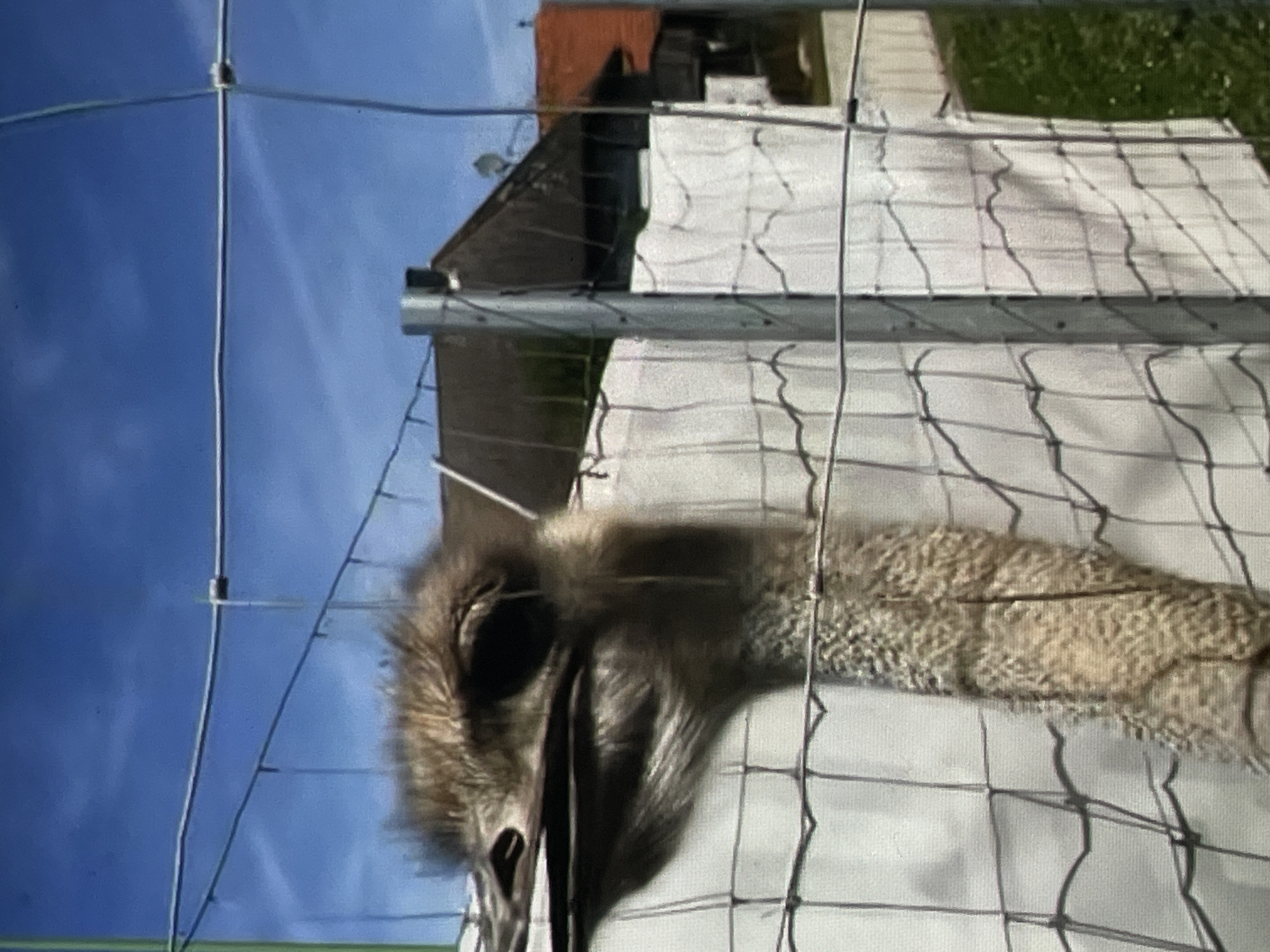 An ostrich is visible behind a wire fence, its head and neck filling the left side of the frame. The ostrich has brown and grey feathers, with a long neck. The background includes a white tarp, a metal pole, and in the distance, buildings with red roofs under a clear blue sky. The image appears to be taken outdoors, possibly at a zoo or wildlife enclosure, in Harmanli, Bulgaria.