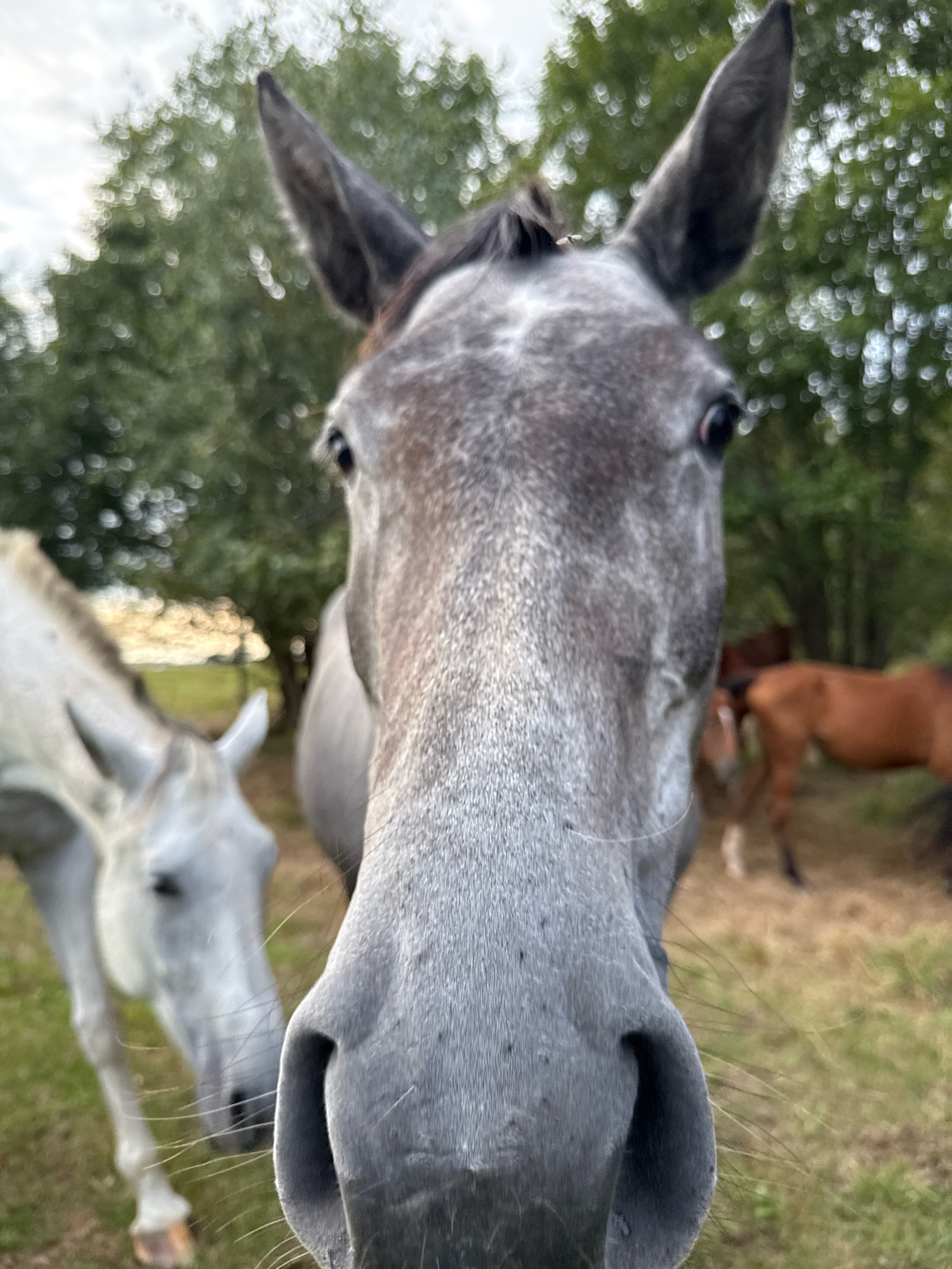 This is a close-up, eye-level, vertical outdoor photograph of two horses in a field. The primary subject is a gray horse positioned in the foreground, facing the camera directly. Its head fills most of the frame, with its nose and ears prominently displayed. To the left and slightly behind the gray horse is a second white or light gray horse, its head also visible and facing toward the right. In the background, blurred trees and foliage suggest a rural or natural setting. One or more brown horses are also visible in the distance, also out of focus. The lighting suggests it is daytime, likely late afternoon or early morning given the soft light and possible shadows. The image's composition is candid, as if the photographer stumbled upon the horses. The location is specified as Galinė, Lithuania.