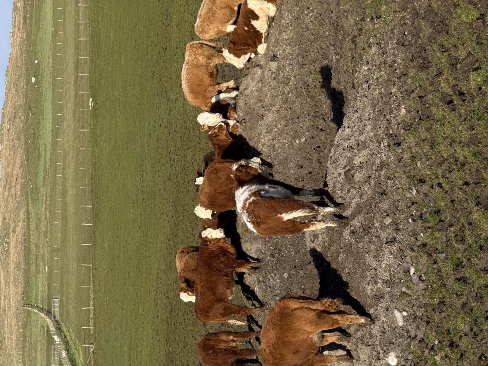 A sideways aerial view shows a herd of brown and white cows congregated near a patch of muddy ground on a grassy hillside, likely a pasture, in an unknown location. The herd consists of at least ten cows, some standing and some lying down. To the left, the green pasture is delineated by a fence line that runs along the contour of the hill. The muddy area is adjacent to the green pasture and appears to be a transition zone, with patches of grass interspersed with exposed dirt. The image is taken during daylight hours, as indicated by the shadows cast by the cows and a human. The sky is not visible.