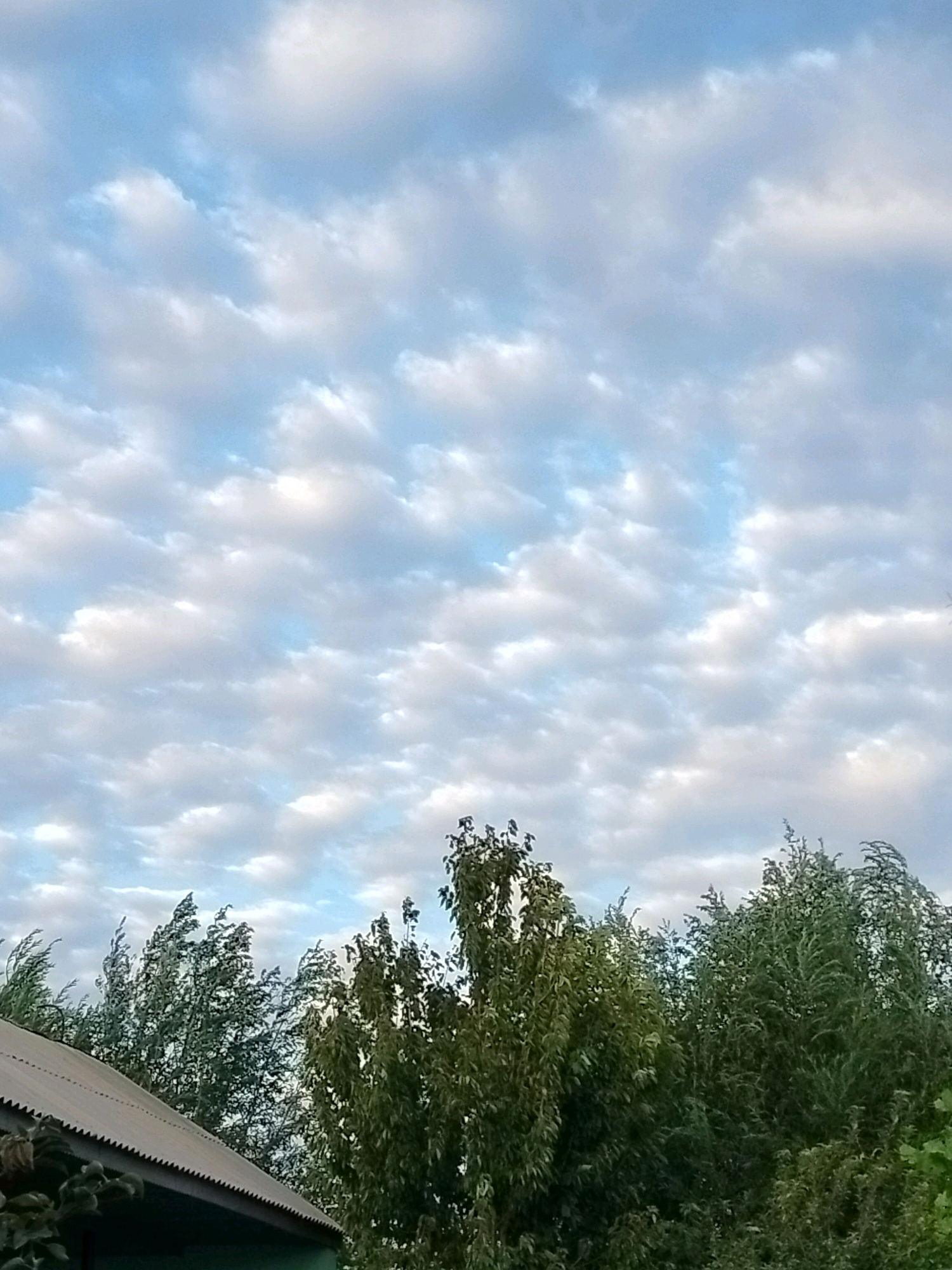 The image captures a view from the city of Kölkent, Kazakhstan, looking upwards at a partly cloudy sky. The sky is a pale blue, populated by numerous small, scattered clouds. In the foreground, the upper section of a corrugated metal roof of a building is visible on the left. Behind the roof, a dense line of various trees stretches across the frame, with their green foliage extending towards the sky. The trees appear to be swaying slightly, suggesting a gentle breeze. The overall scene conveys a natural, outdoor setting within the city.