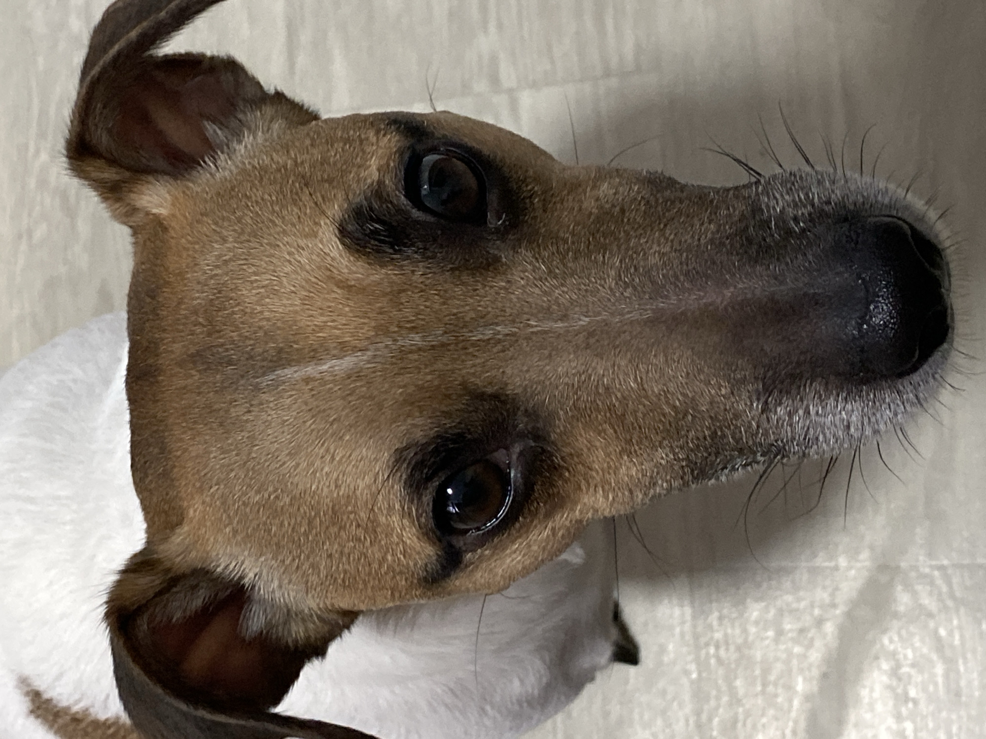 A close-up, high-angle shot depicts the head and upper body of a dog. The dog has a brown and white coat, with a predominantly brown head and a white chest and neck area. The dog's eyes are dark brown and reflective. Its nose is black and slightly damp. The image has good lighting and sharpness, revealing detailed textures of the dog's fur. The background appears to be a light-colored, possibly off-white, surface, perhaps a table or floor. The location of Noviy, Russia is not discernible from the given image. There are no people visible in the image.