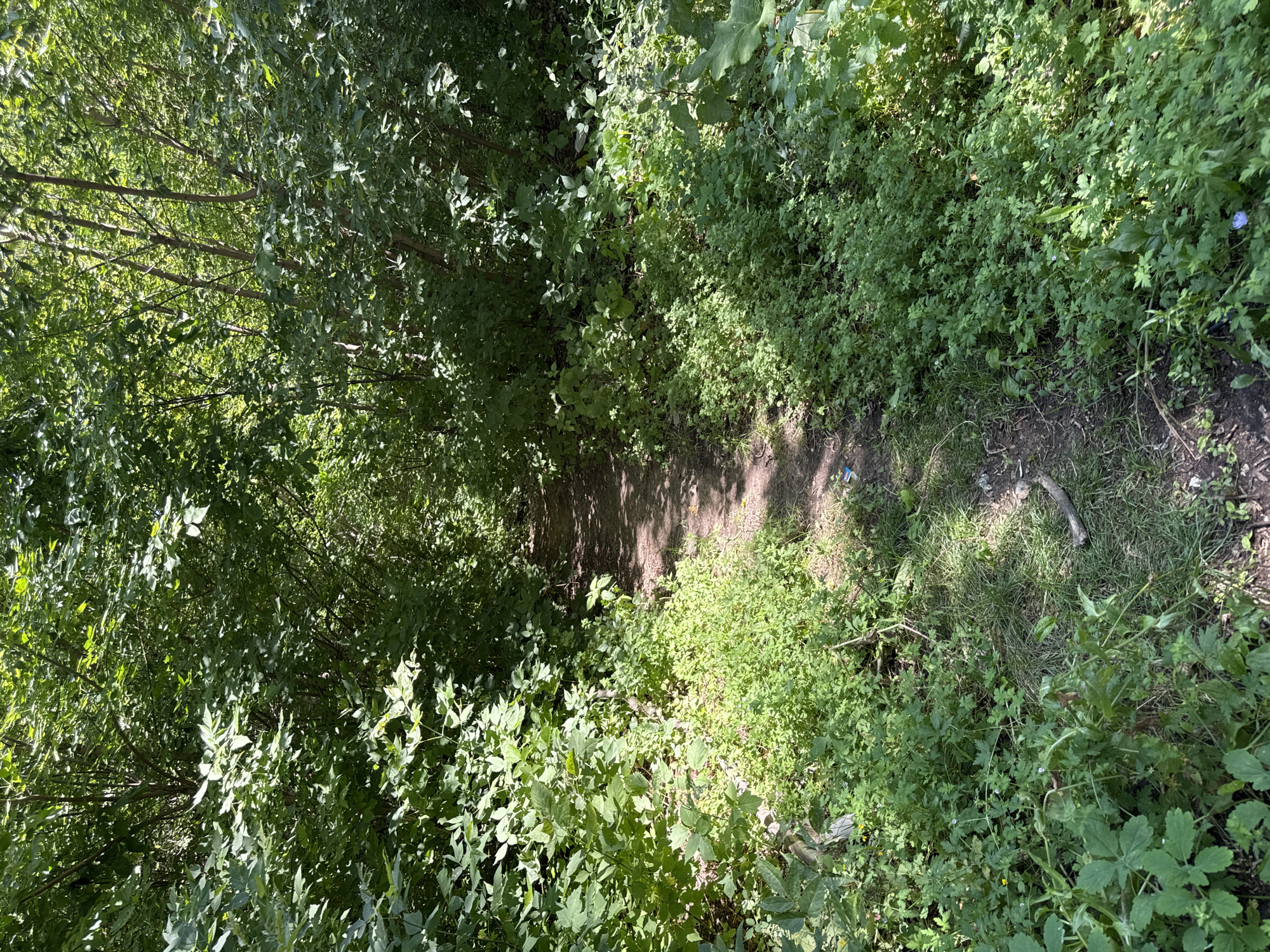 A sun-dappled dirt path winds through a dense, green forest. The path is narrow and uneven, with patches of grass and small plants growing along its edges. The trees are tall and leafy, creating a canopy of shade that filters the sunlight. The overall impression is one of a secluded and natural environment. There are no people or animals visible in the image. The location is unknown.