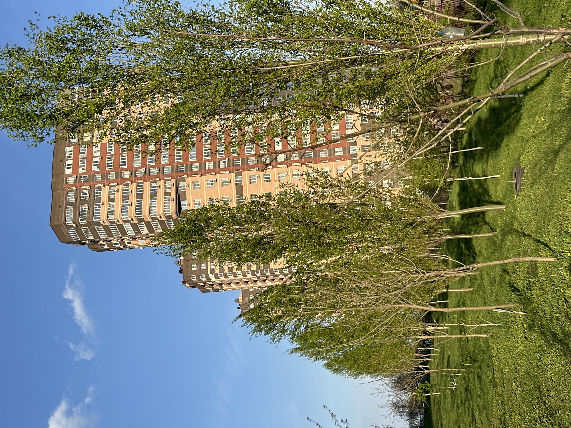 The image shows a view in Rostov-on-Don, Russia, featuring apartment buildings of approximately 12 stories, constructed of brick and concrete, visible behind a line of newly planted trees in a grassy park area. The sky is blue with scattered white clouds. A discarded tire is visible in the grass near the trees.