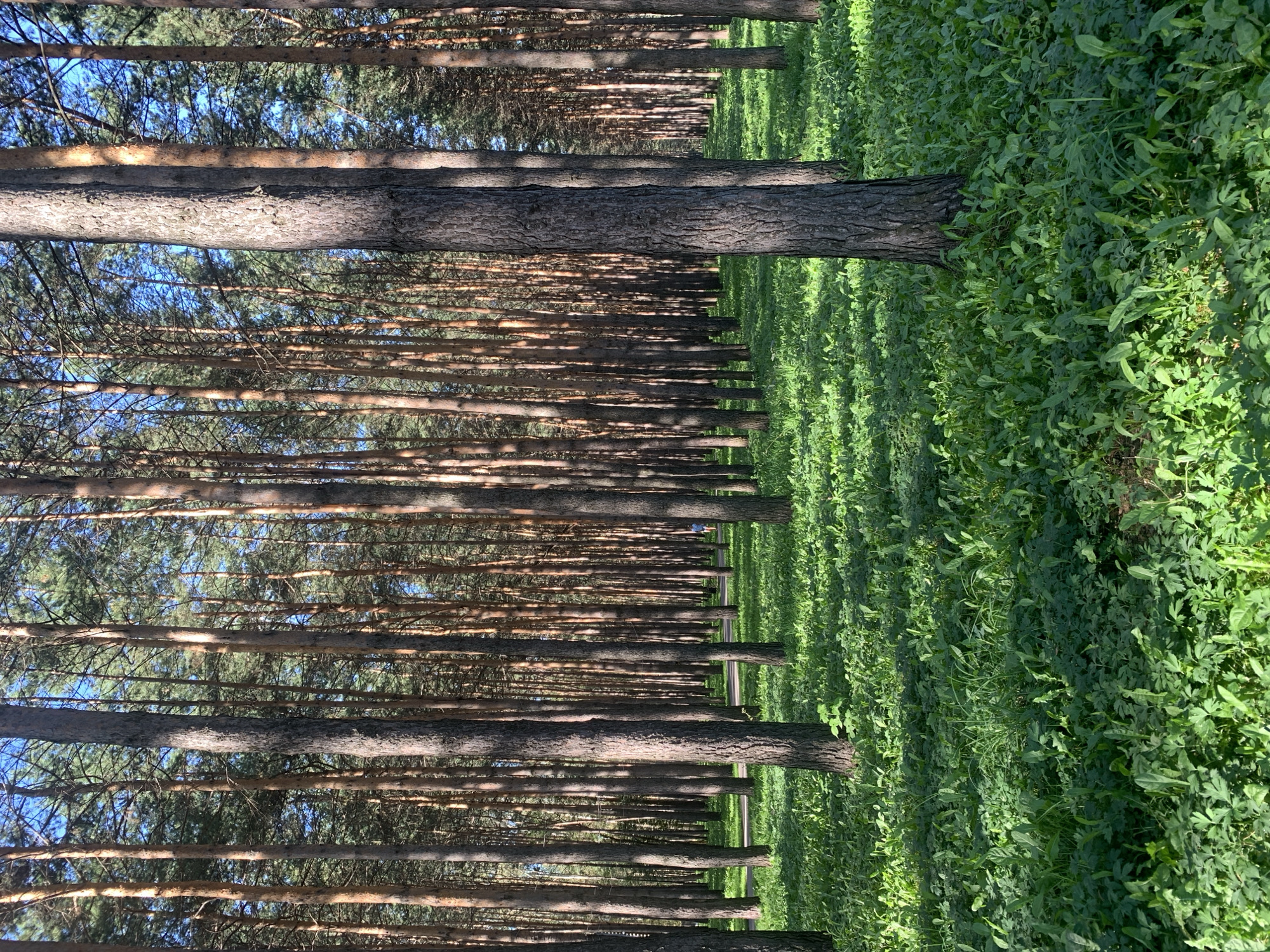The image depicts a sunlit pine forest with a dense undergrowth of lush green vegetation. The tall, slender pine trees are characterized by their rough bark and narrow trunks, creating a sense of depth and density in the scene. Sunlight filters through the canopy, casting dappled shadows on the forest floor. A narrow, paved pathway is visible in the mid-ground, and a solitary figure, appearing to be a person wearing a blue shirt, is walking along it. The environment appears to be a park or a designated recreational area within the city of Prokopyevsk, Russia, suggested by the presence of the pathway and the well-maintained natural setting.