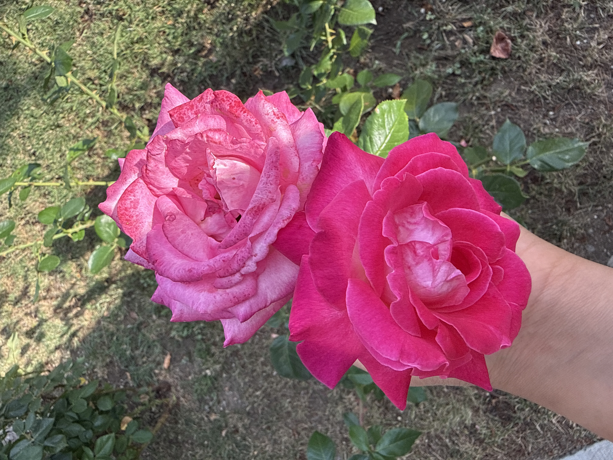 Two bright pink roses are held in a person's hand in the foreground. The rose on top is a lighter shade of pink with some red speckles, and the rose below it is a more vibrant, deeper pink. Behind the roses, a patch of dry grass and some green leaves are visible. The scene appears to be outdoors, possibly in a garden. The specific location in Marinka, Bulgaria cannot be determined from the image.