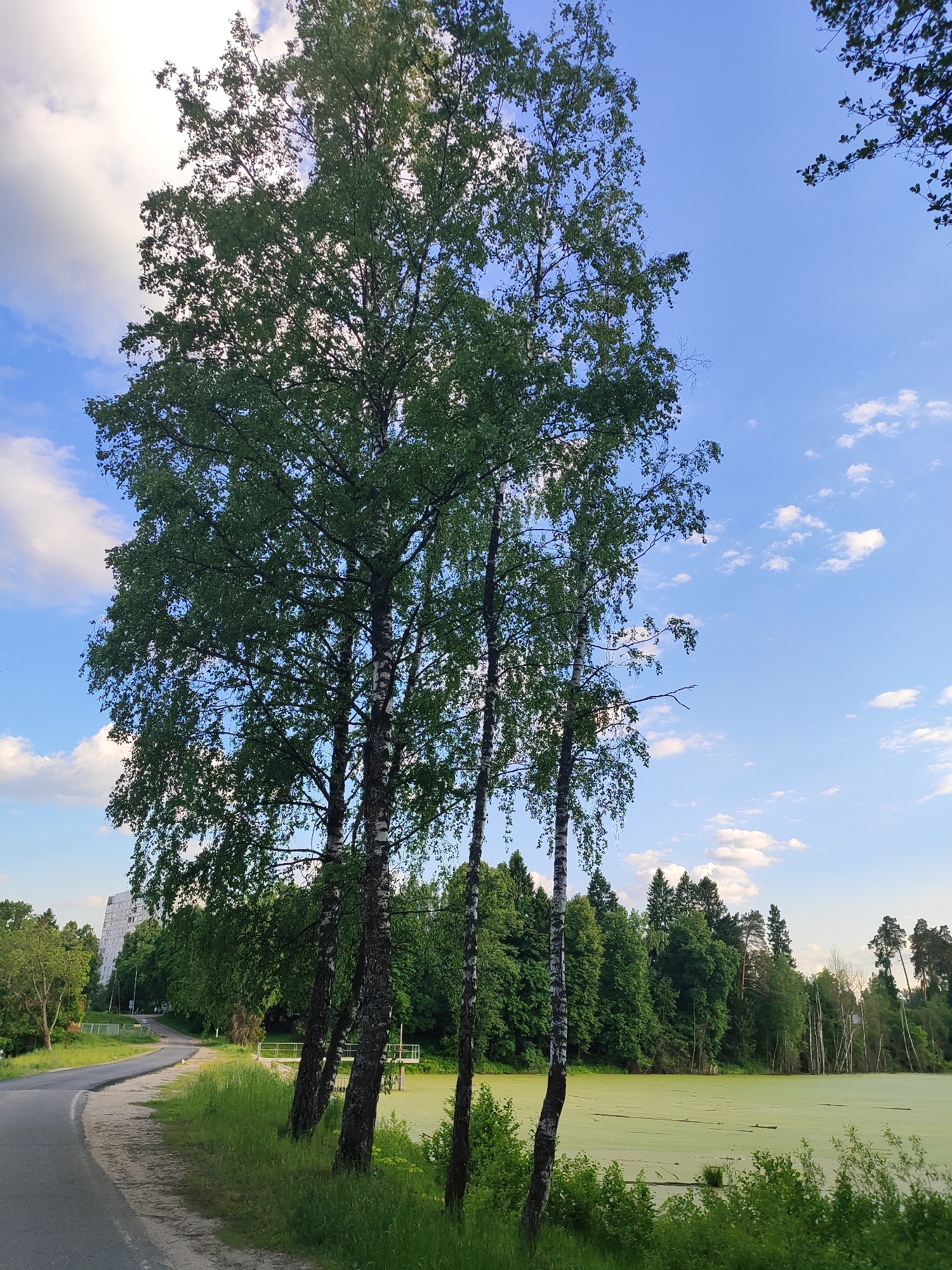 This image captures a tranquil natural scene in Mednoye-Vlasovo, Russia, likely during the late afternoon or early evening under a clear blue sky with scattered white clouds. The foreground is dominated by several tall, slender birch trees with their characteristic white and black bark and lush green foliage, positioned to the right of a gently curving asphalt road. The road has a dirt shoulder and is bordered by green grass and shrubs.
To the right of the birches, a sizable body of water, possibly a pond or lake, stretches into the distance. Its surface is entirely covered by a vibrant, uniform layer of bright green duckweed or algae, giving it an unusual, almost otherworldly appearance. A small, simple metal structure, resembling a pier or part of a water management system, extends into the green water near the foreground birches.
Beyond the pond and extending around its edges is a dense, verdant forest, consisting of various deciduous and coniferous trees. In the distant background, partially obscured by the trees and further along the curving road, a tall, multi-story building with a light-colored facade is visible, suggesting a mix of nature and human habitation. No specific human activity is depicted, and there is no visible text. The overall impression is one of serene natural beauty with a hint of urban proximity.
