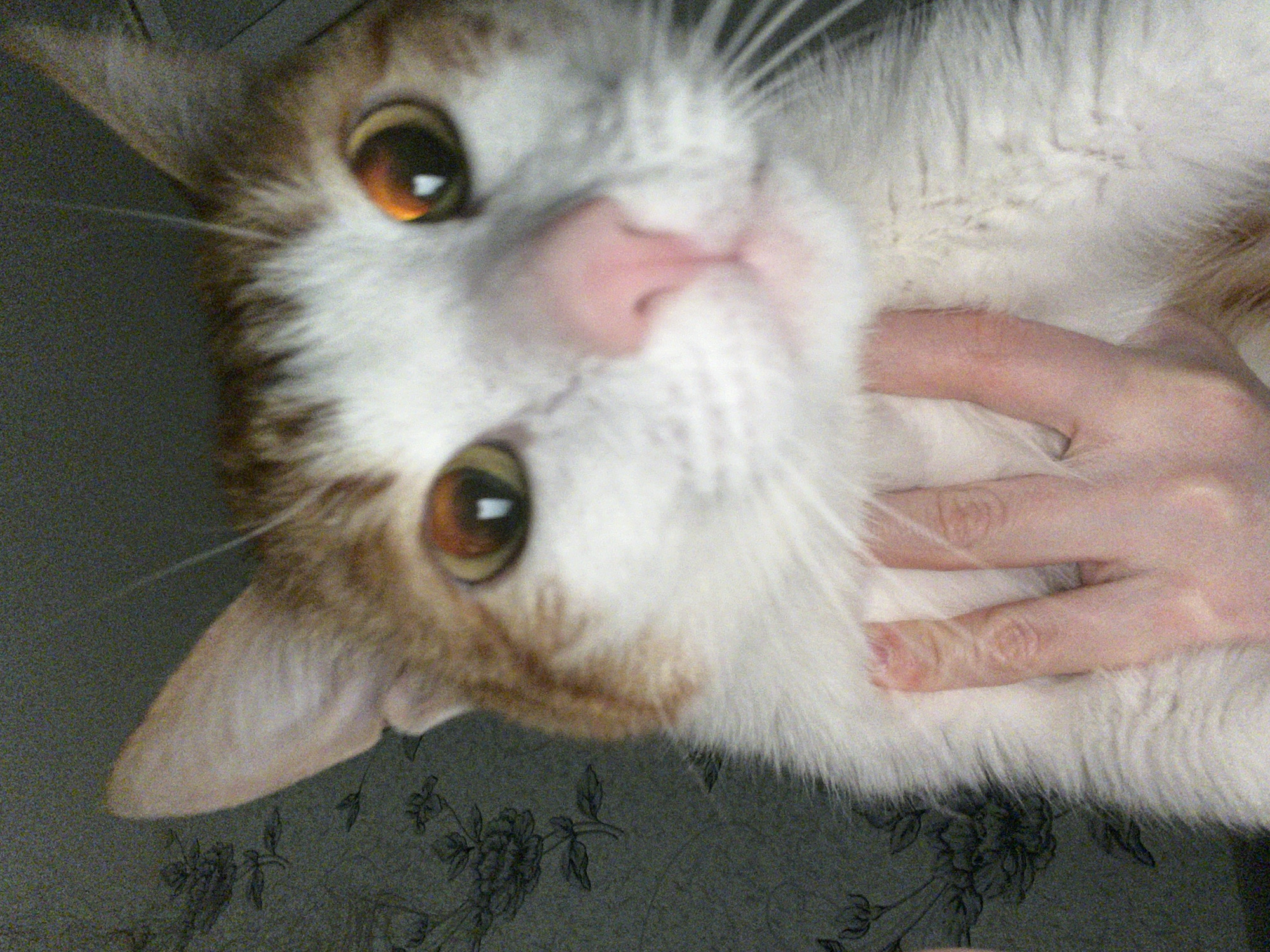A close-up, slightly blurred photograph shows a white and ginger cat lying on its back. The cat's head is angled towards the left, with its brown eyes looking upwards. A hand is touching the cat's white fur around its neck. The background is a dark grey surface with a floral pattern. There is no evidence to suggest the location of the image is the city of Chaikovsky, Russia.