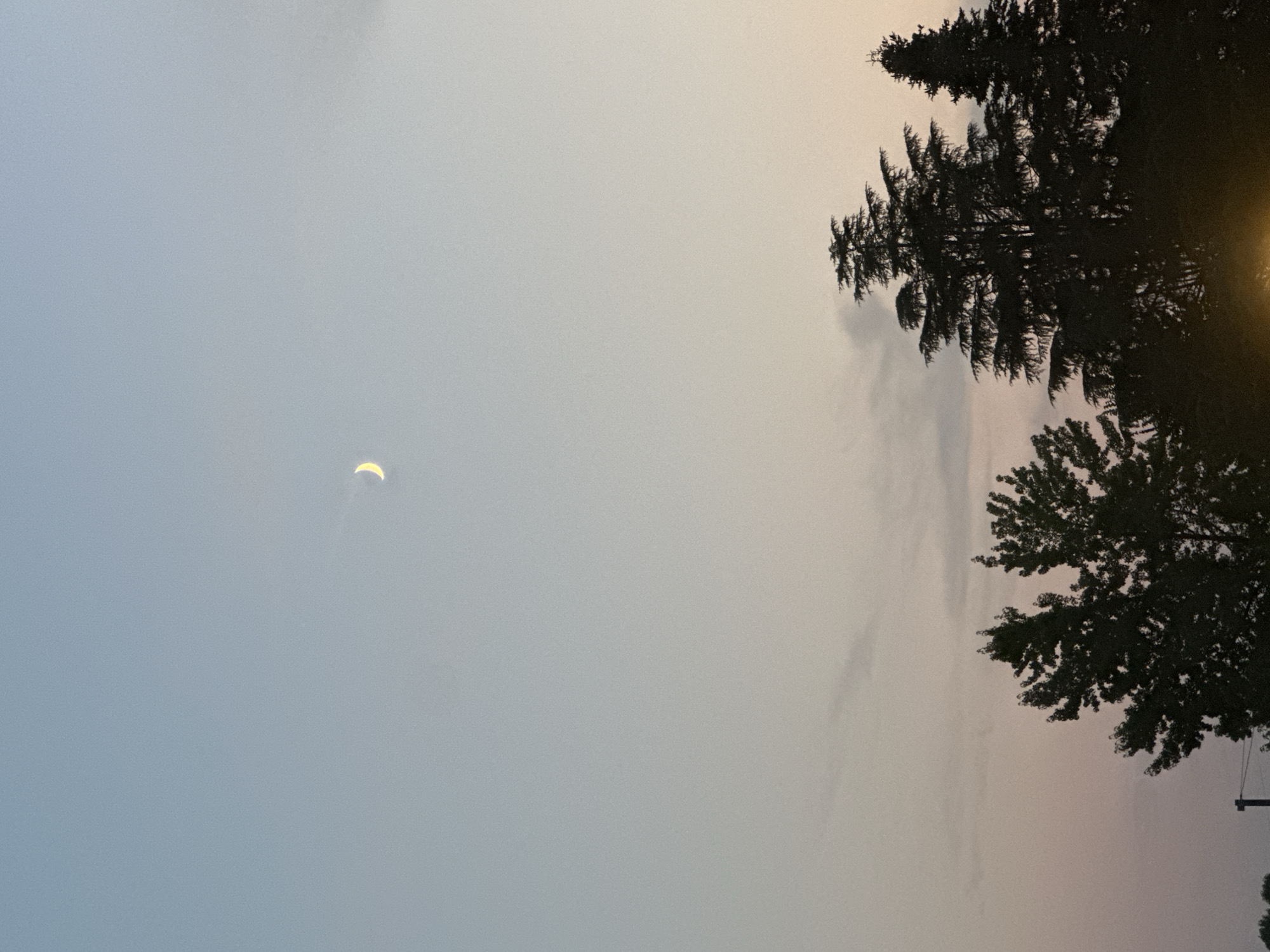 The image depicts a crescent moon in a pale blue sky. Below the moon, silhouetted against a soft pink and peach sunset, are the tops of several trees. The trees are varied in shape, with some appearing more coniferous and others more deciduous. The sky transitions from a clear blue at the top to warmer hues near the horizon. There are no people or specific landmarks visible that would indicate the city of Ponteterra, Italy. The scene appears to be an outdoor landscape at dusk.