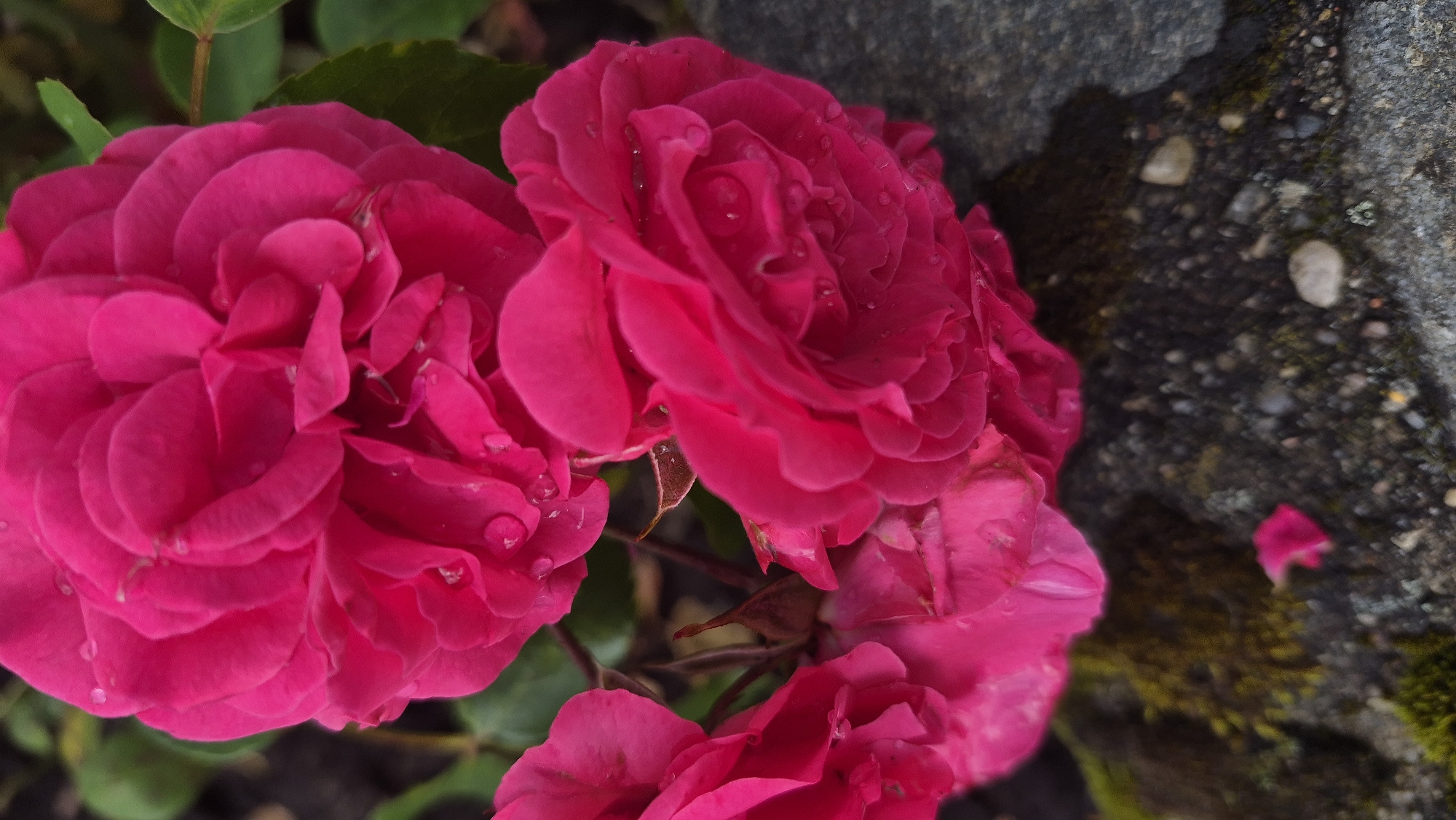 This is a close-up, vertical, outdoor photograph of several vibrant fuchsia-pink roses with water droplets on their petals. The roses are the primary subject, with some of their full blooms and petals occupying the majority of the frame. The background is softly blurred, revealing hints of green foliage and a dark, rocky surface covered in moss. A single fallen rose petal is visible on the rocks in the lower left portion of the image. The lighting appears natural, suggesting daylight. There are no people or discernible actions depicted. The scene evokes a natural, possibly garden setting. The image does not provide any specific information about its location within the city of Krāslava, Latvia.