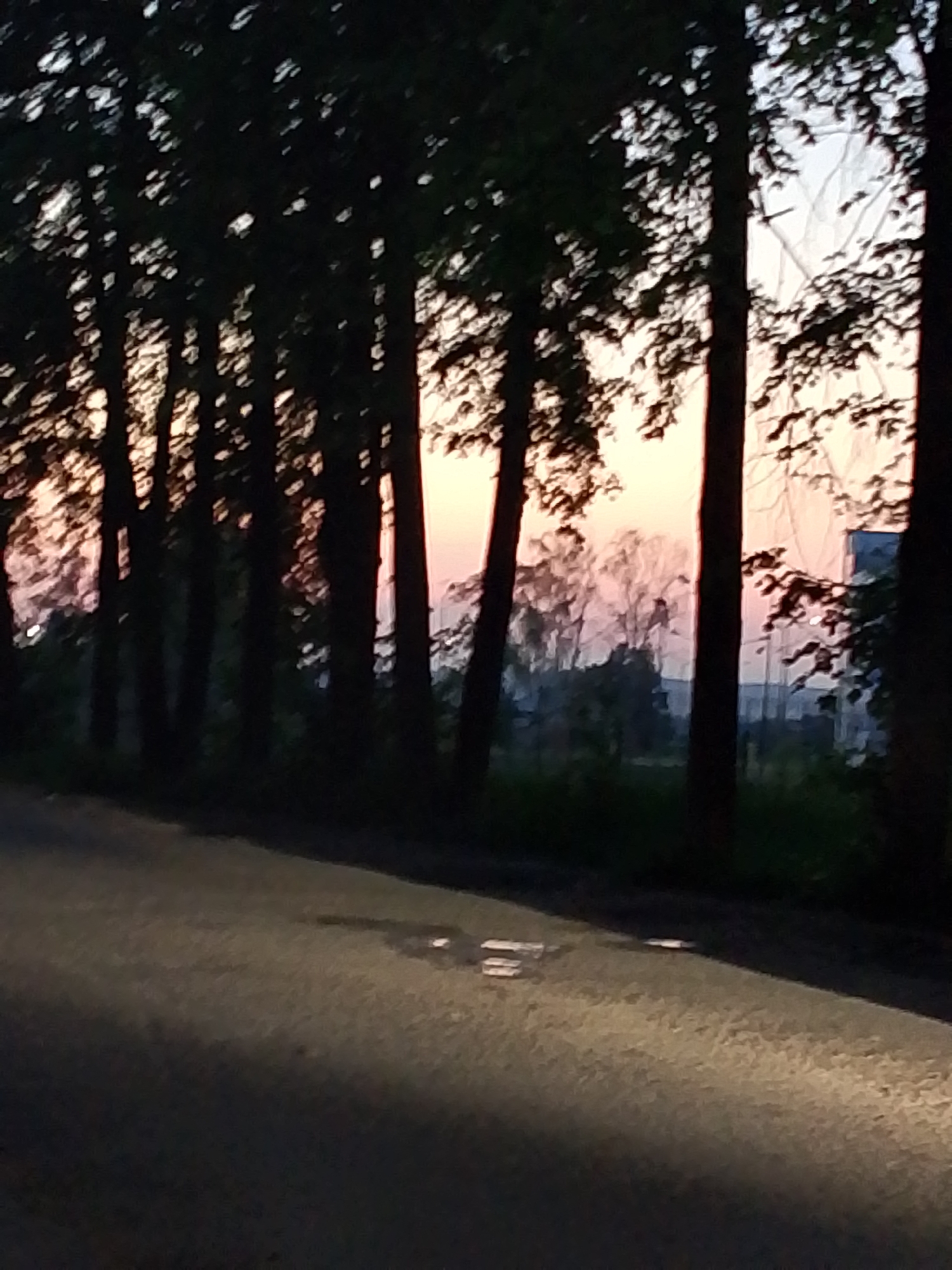 The image depicts a dark scene along a road in what may be the city of Chaikovsky, Russia. The road surface is dimly lit, suggesting either early evening or dusk. A line of tall trees with dense foliage flanks the road. Through the spaces between the trees, a pastel-colored sky is visible, with shades of pink and orange. In the distance, there are suggestions of more trees and a building. The scene conveys a sense of stillness. There are no visible people or signs of activity, creating a quiet and natural ambiance.