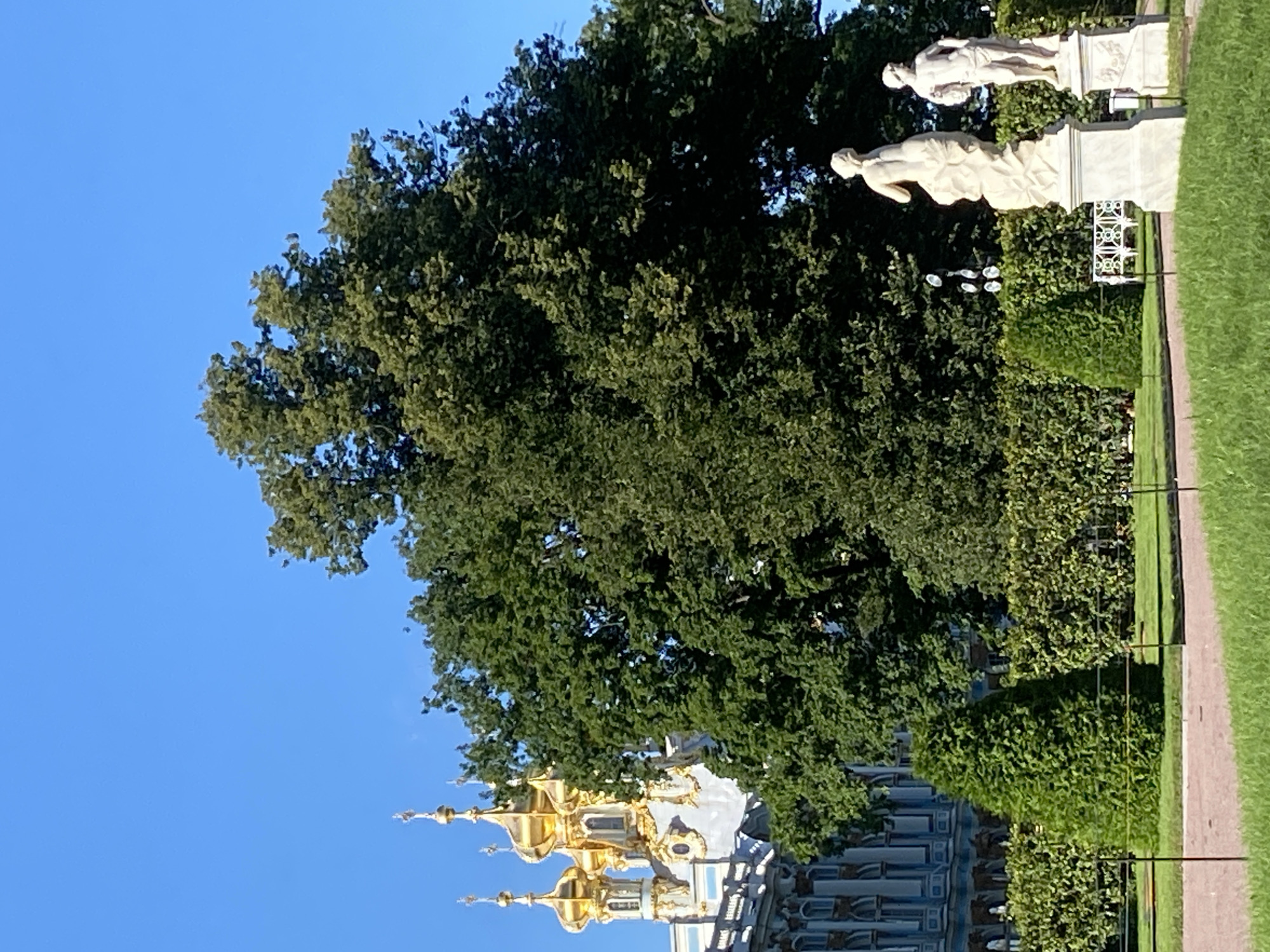 This image depicts a clear blue sky over the Catherine Palace in Pushkin, Russia. The palace's distinctive golden domes and ornate facade are visible in the background, partially obscured by a large, mature tree with dense green foliage. In the foreground, manicured hedges and lawns create a park-like setting. Two classical white marble statues stand on pedestals, adding to the grandeur of the scene. One statue depicts a female figure, and the other a male figure. The overall atmosphere is one of serene opulence and historical significance.