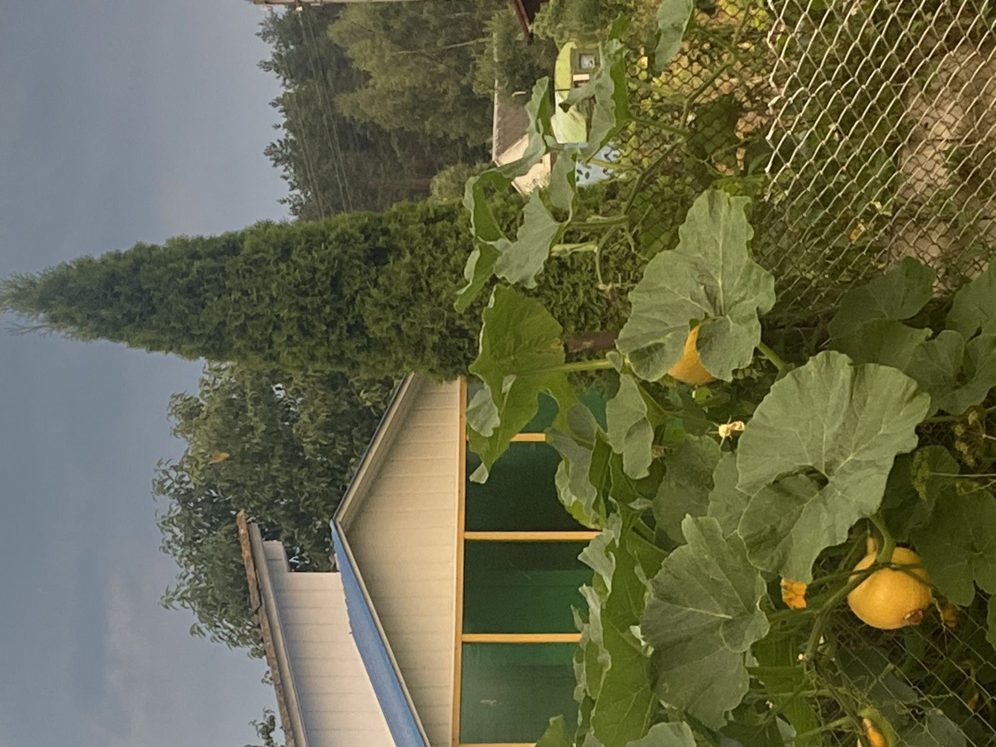 The image depicts a rural outdoor scene with a focus on a patch of pumpkin plants in the foreground. The plants have large, green leaves and at least two yellow pumpkins are visible, one prominent in the lower left quadrant. A chain-link fence runs across the bottom portion of the image, partially obscuring the view of the ground behind it. In the mid-ground, there is a building with a light-colored facade and a blue roof, featuring green panels with yellow framing. Behind the building and the pumpkin patch, a tall, narrow evergreen tree stands out, and beyond that, a dense line of trees forms a backdrop, with a cloudy, grey sky overhead. The scene suggests a garden or agricultural area, likely in a suburban or rural setting. The image is likely from Krupki, Belarus, given the context. There are no people visible in the image.