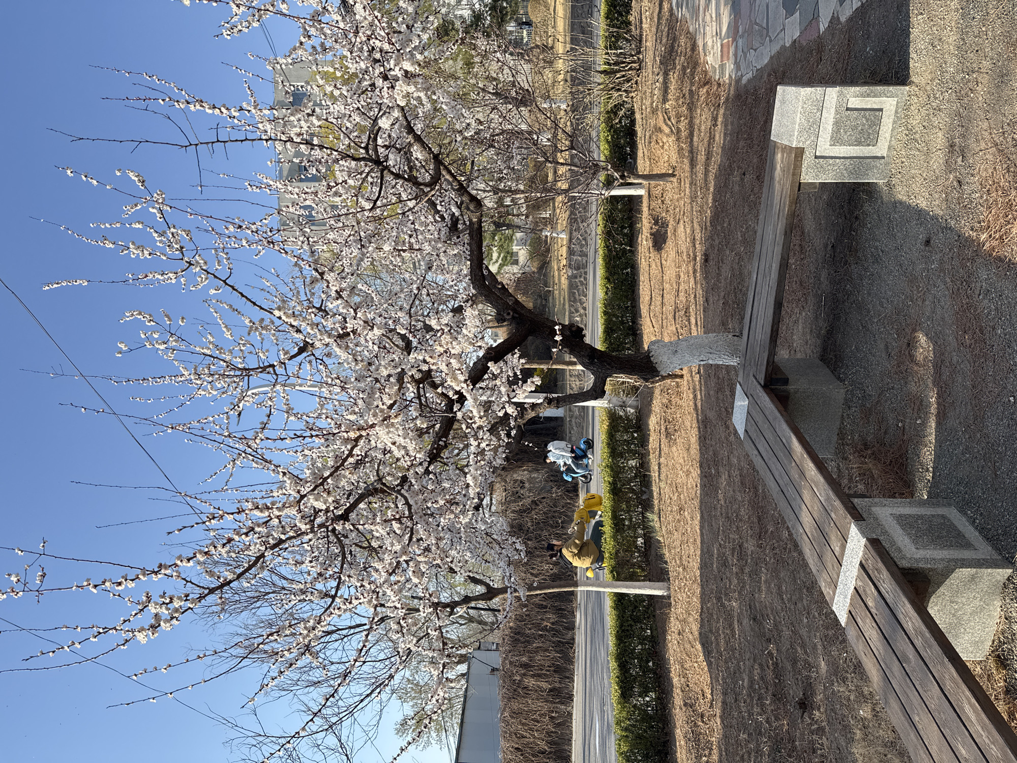 The image shows a park-like setting in Zhongtun, China, featuring a tree in full bloom with white flowers dominating the left side of the frame against a clear blue sky. The trunk and branches of the tree are dark. In the background, there are buildings. A bench with stone supports runs along the right side of the image, casting a shadow on the ground, which appears to be a mix of dry grass and gravel. Adjacent to the bench is a low hedge. Further away from the tree and partially obscured are two people on scooters or small motorcycles. The overall impression is one of springtime in an urban park setting.
