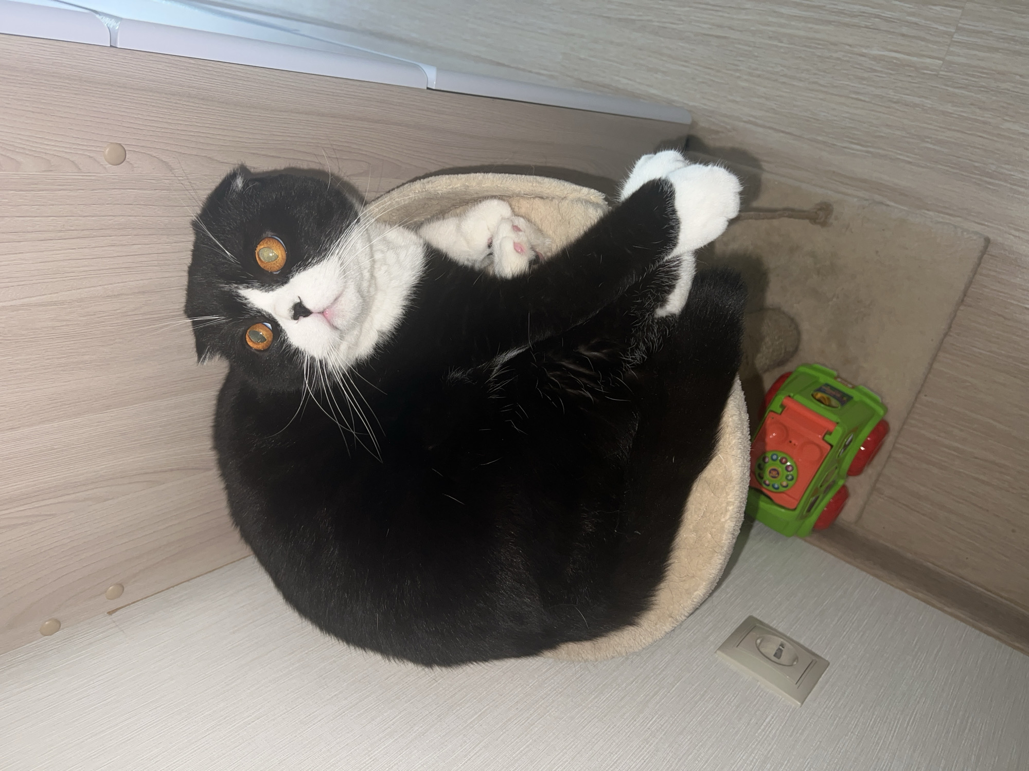 A black and white tuxedo cat, likely a Scottish Fold given its characteristic folded ears, is curled up inside a plush, circular, beige cat bed. The cat's body is mostly black, featuring white fur on its chest, paws, and face. Its striking orange-brown eyes are looking directly at the viewer, accompanied by a pink nose and long white whiskers. The cat's head is tilted slightly.
The scene is set in an indoor corner with light wooden paneling on the walls and floor. Behind the cat bed, a light brown scratching surface or carpet is visible, along with a green and orange plastic toy resembling an old-fashioned telephone on wheels. On the light-colored floor to the right of the cat bed, there is a small, rectangular light switch or electrical outlet cover. The lighting suggests an indoor setting with artificial illumination. The cat appears relaxed and curious within its cozy resting spot. No text is visible in the image.