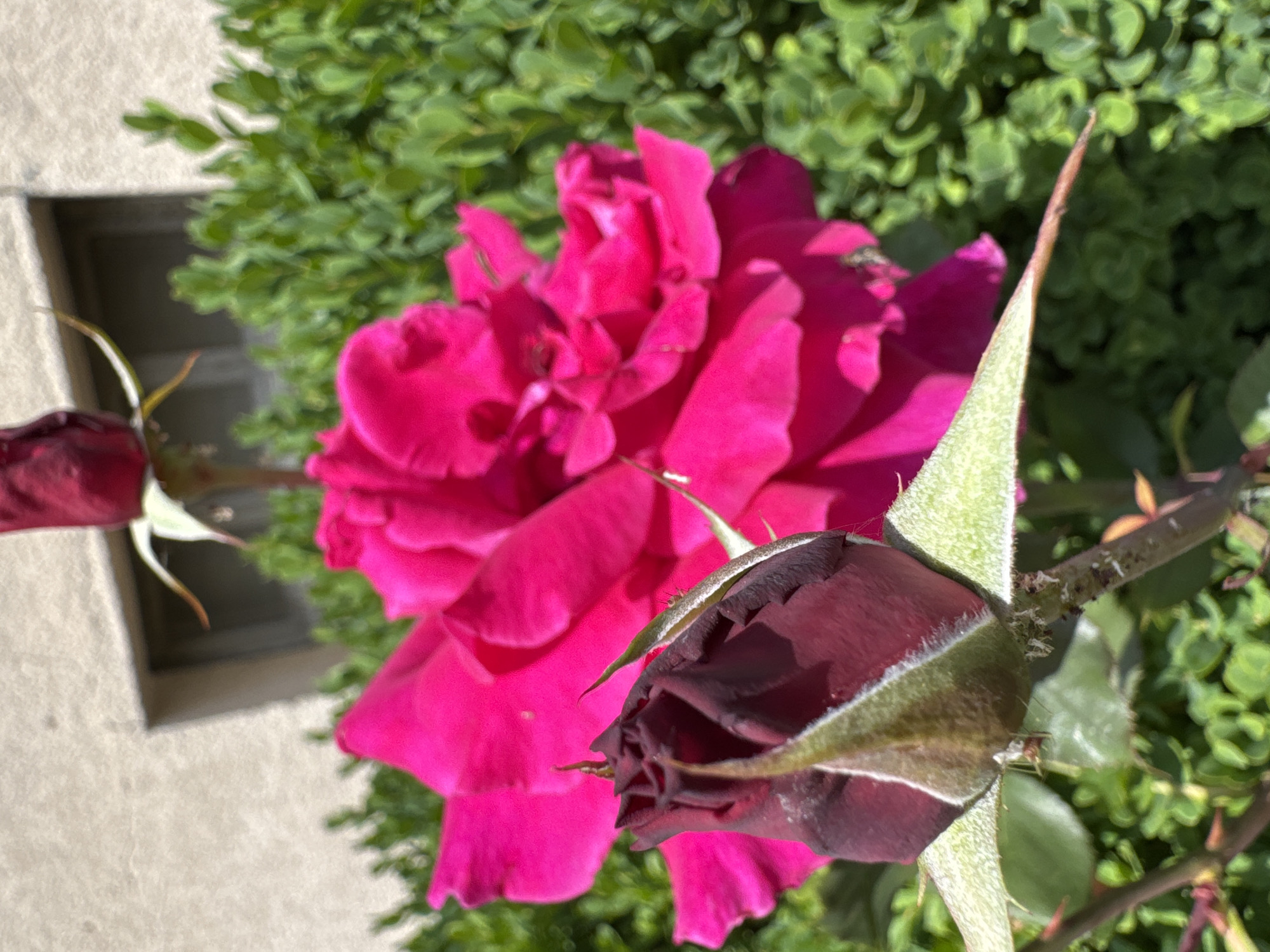 A close-up, slightly blurred image shows two roses in a garden. In the foreground, a dark red rose bud is tightly closed, with green sepals pointing upwards and a few thorny stems visible below. Behind it, a large, vibrant fuchsia-pink rose is in full bloom, its petals unfurling. The background features a hedge of dense green foliage and a textured, light-colored wall with a dark horizontal line, possibly a window frame. The scene appears to be set outdoors in a residential area, likely a garden in Prolom, Bulgaria. There are no people present. The overall impression is one of natural beauty captured on a sunny day.