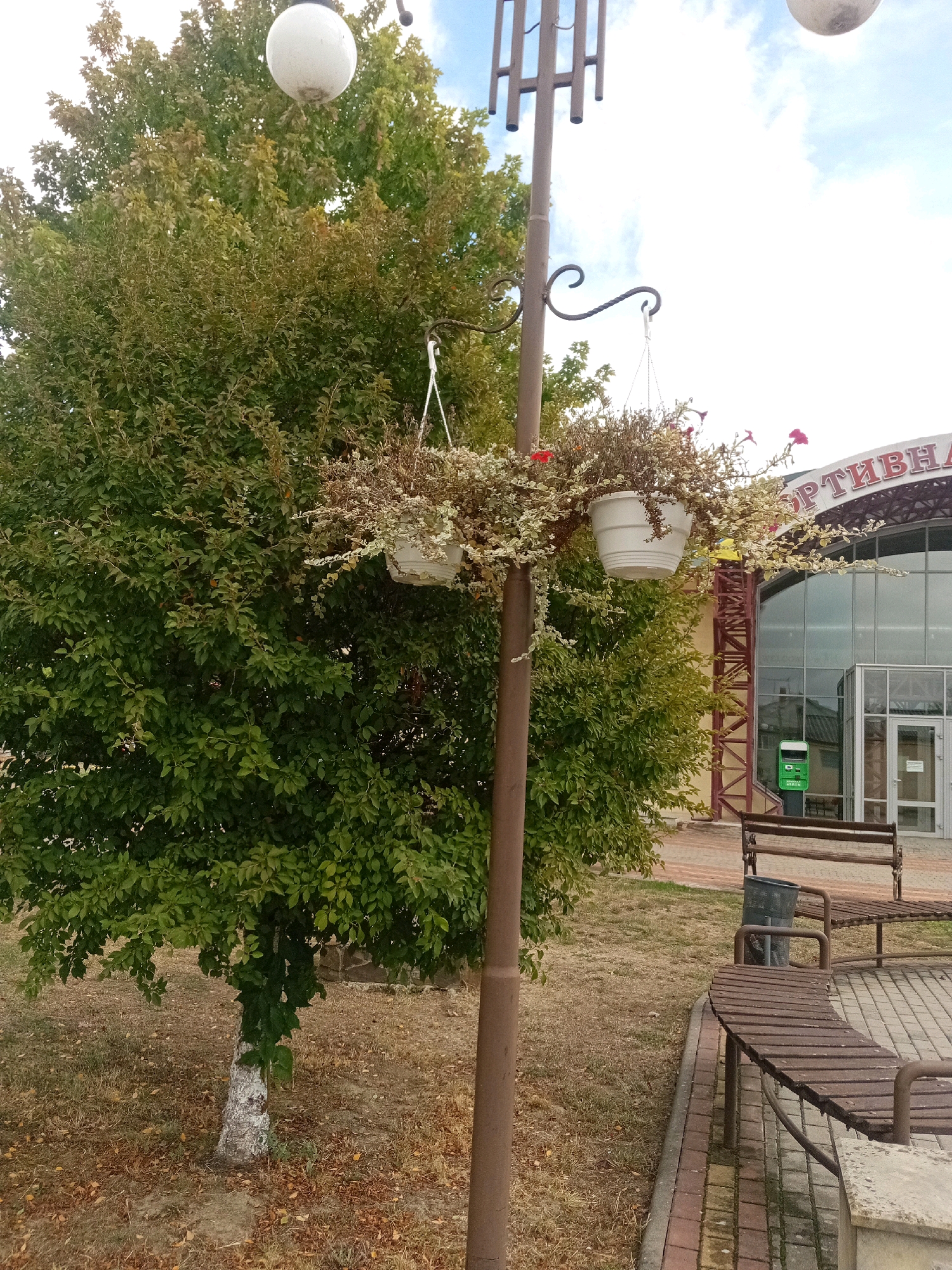 The image depicts an outdoor scene in the city of Tiachiv, Ukraine, featuring a lamppost with hanging flower baskets in front of a modern building. A large, leafy tree stands to the left of the lamppost, and its trunk has a whitewashed lower section. The ground is covered with dry grass and fallen leaves, with a paved area of bricks and a concrete border to the right. Two wooden benches and a trash can are visible in the foreground on the paved area. The building in the background has a large, arched glass entrance with the partial text "ОРТИВНА" visible above it. The sky is partly cloudy.