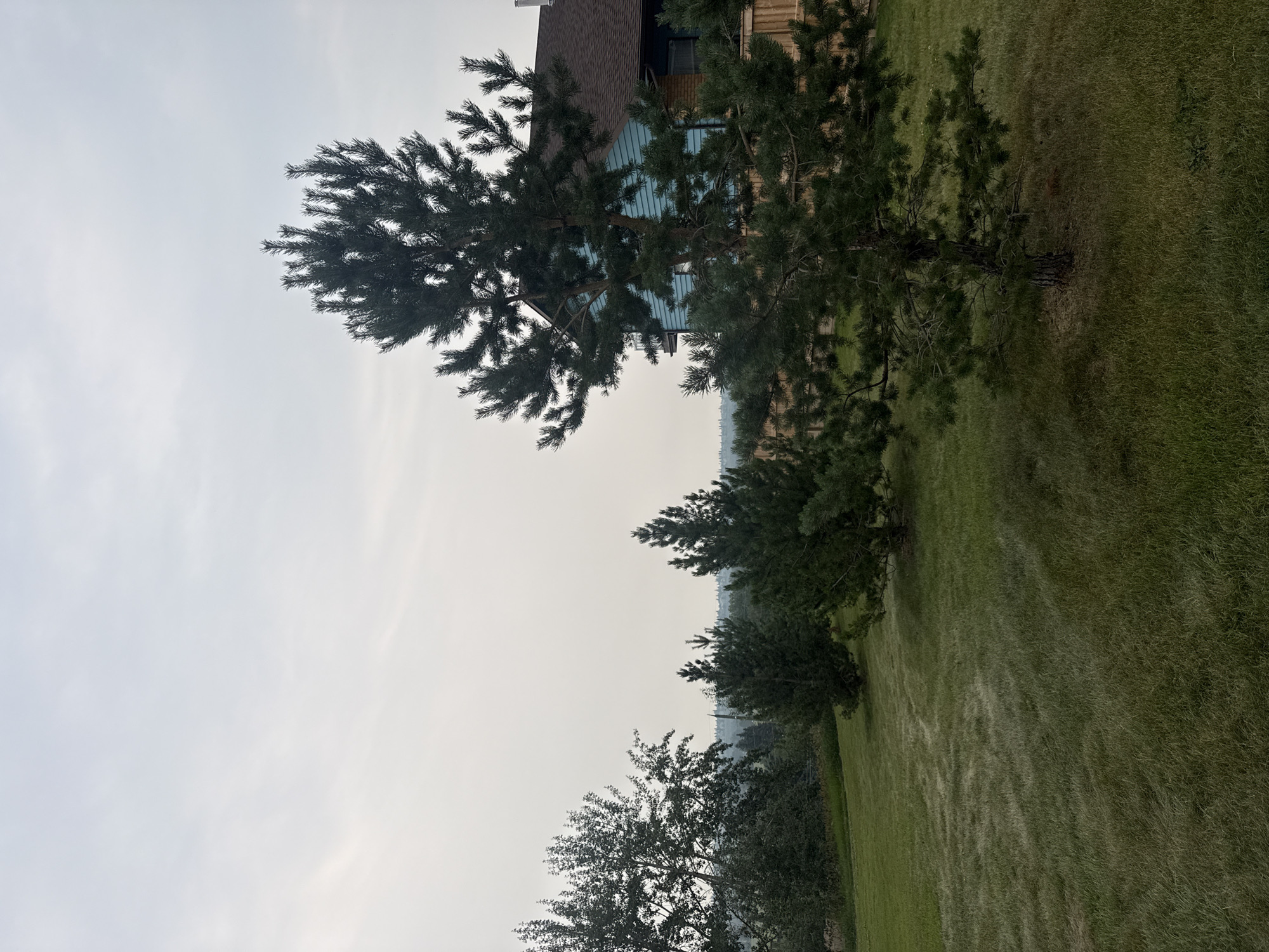 This is a wide-angle, eye-level, outdoor photograph taken on an overcast day in Calgary, Canada. The foreground features a well-maintained green lawn with a few patches of lighter, drier grass. In the midground, several pine trees of varying sizes are planted. To the right, a portion of a blue-sided house with a brown roof and a wooden fence is visible. The background shows a hazy, distant landscape with trees and rolling hills, suggesting a semi-rural or suburban setting within Calgary. There are no people or animals present in the image. The lighting is diffused, characteristic of a cloudy sky, which casts soft shadows.