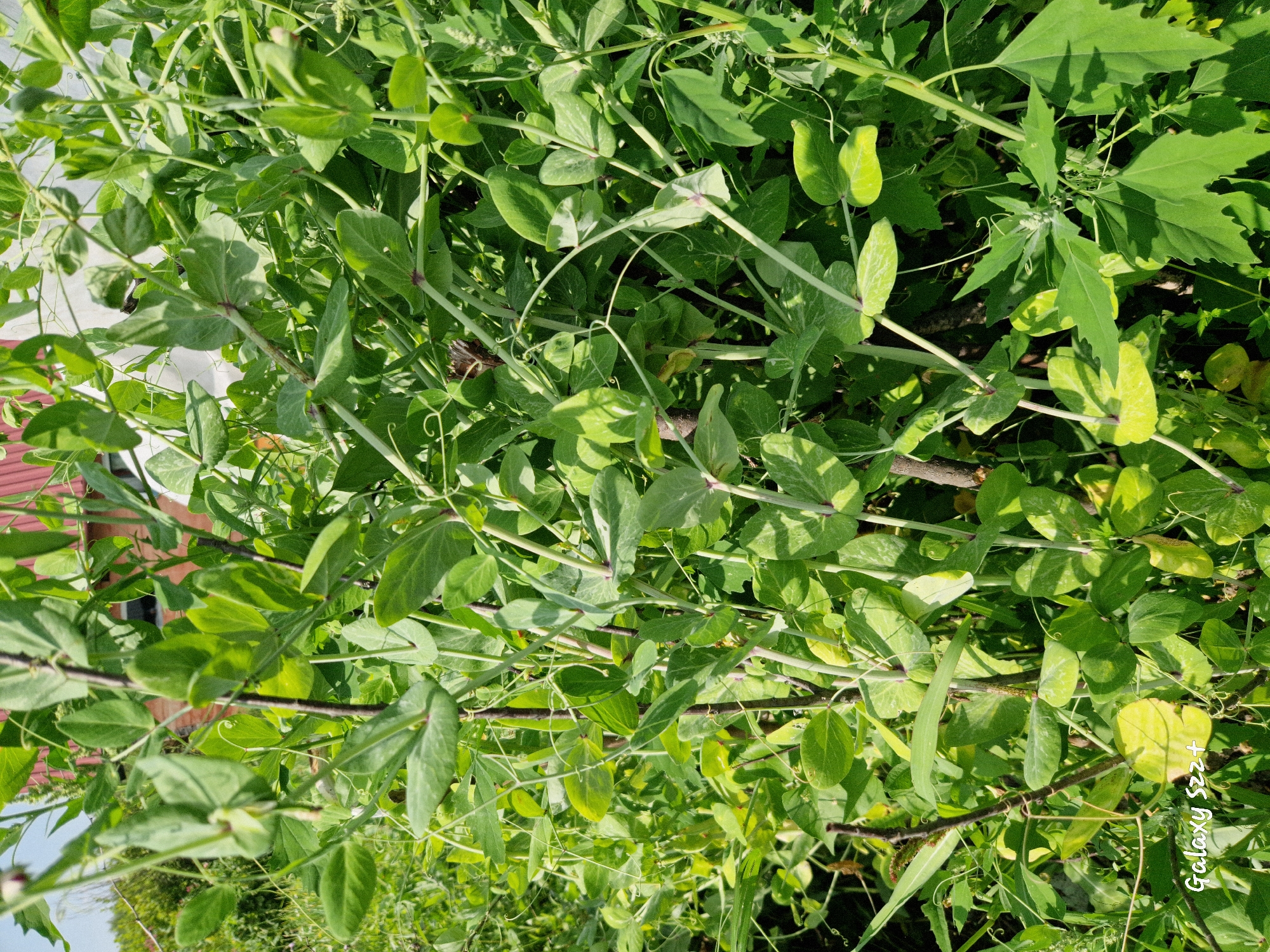 A close-up shot of dense green foliage, likely a garden, shows several plants with large, ovate leaves and thin, twining tendrils. The stems are a mix of light green and darker brown, some appearing woody. Sunlight casts dappled shadows across the leaves, highlighting variations in their green tones and some lighter, almost silvery, patches. A few yellowed leaves are interspersed within the vibrant green. In the background, a blurry brick building with a white section is visible, suggesting an outdoor, possibly residential, setting. The image is an outdoor shot, likely taken during the daytime. The bottom left corner of the image contains a watermark with the text "Galaxy S22+". The location is identified as Myski, Russia.