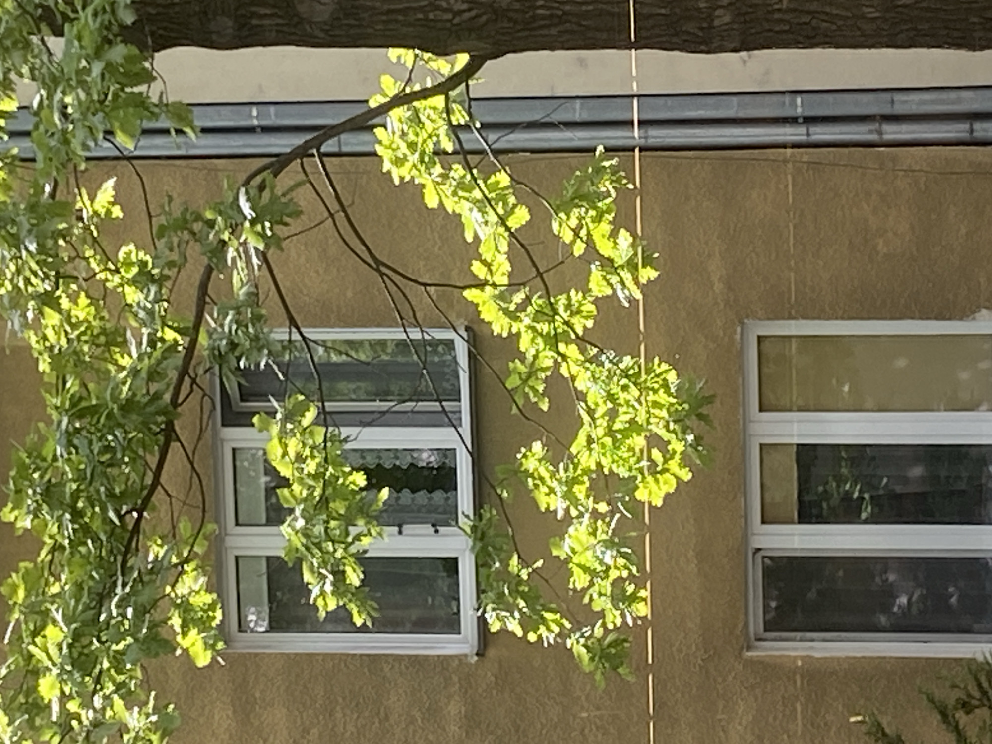 The image shows a section of a building's exterior, likely an apartment building given the windows. A tree branch with bright green leaves, illuminated by sunlight, hangs over the building from the top left. The leaves are vibrantly colored, suggesting it is daytime and likely a sunny or partly cloudy day.
There are two windows visible on the tan-colored wall of the building. The window on the left is a double-hung window with white frames and appears to have a decorative lace curtain in the upper pane. The lower pane of this window shows a reflection of something dark. The window on the right is also a double-hung window with white frames. Its upper pane is mostly reflective, showing a golden hue, while the lower pane reveals a dark interior with some greenery or shadows.
Above the windows, there's a horizontal structure that looks like a gutter system or a ledge with some piping. The building wall has a textured finish. The presence of a tree branch and the style of the windows are common in urban residential areas. Given the location context provided, this scene is situated in Warsaw, Poland. There is no visible text in the image. The overall mood conveyed is one of a bright, pleasant day with nature encroaching on the urban environment.