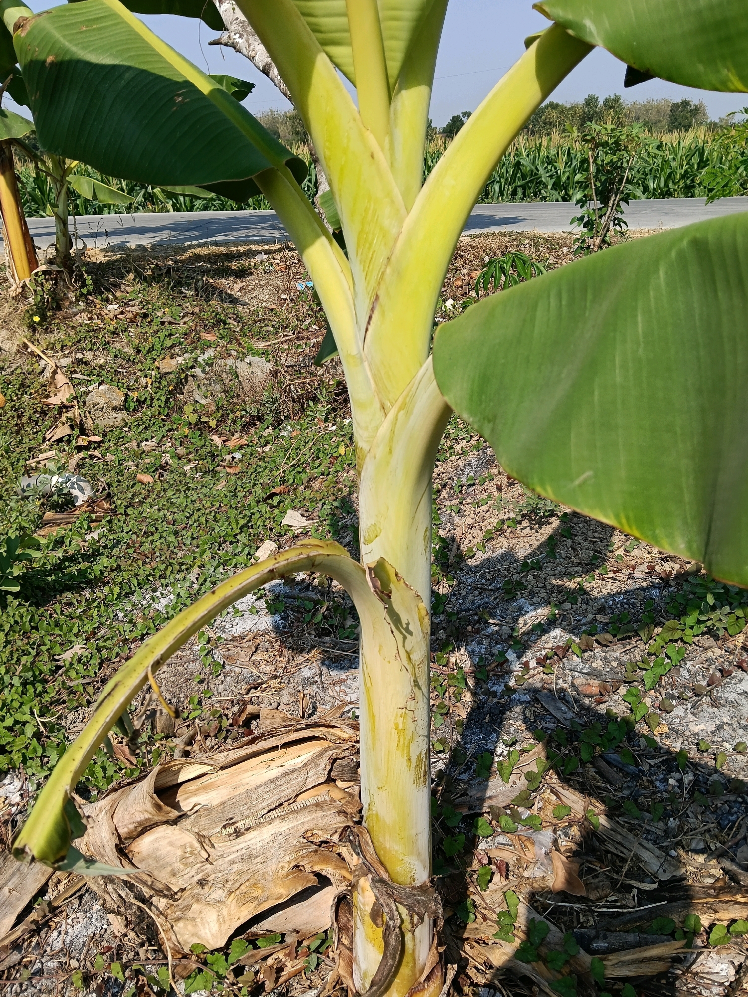 In Galuk, Indonesia, a close-up shot focuses on the lower trunk and base of a banana plant. The trunk is thick and yellowish-green, with layered, fibrous material peeling away at the base, revealing dried banana leaves. One large, green banana leaf extends from the right side of the frame, partially obscuring the view. To the left, a curved, green banana leaf emerges from the base. The ground around the plant is covered with a mix of dry leaves, small green plants, and some scattered debris, including what appears to be a crumpled plastic bag. In the background, a road is visible, bordered by a field of corn. The scene is illuminated by bright sunlight, casting shadows on the ground.