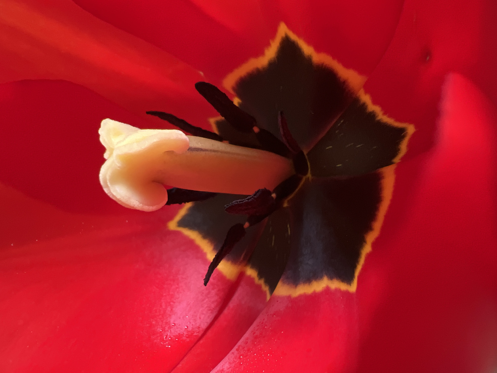 A close-up view focuses on the inner structure of a vibrant red tulip, with a creamy yellow pistil prominently displayed alongside the dark, elongated stamens. The base of the flower is characterized by a black color edged with a thin orange line. This image does not contain information to verify the location in the city of Chaikovsky, Russia.