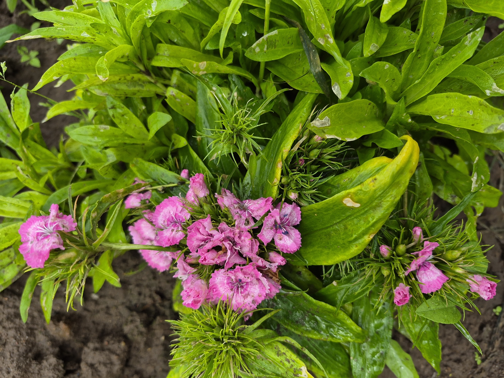 The image is an overhead, close-up shot of a patch of pink Dianthus flowers, commonly known as sweet william, in a garden setting. The flowers are in various stages of bloom, with some fully open and others still as buds. The petals are a vibrant pink with white markings. The foliage is a lush green, with some leaves appearing slightly wet, suggesting recent rain or watering. The background consists of dark soil, typical of a garden bed. The scene is set in the city of Gardamas, Lithuania, though no specific landmarks or architectural elements are visible to pinpoint the exact location within the city. There are no people or animals present in the image, and the focus is solely on the flora. The lighting appears natural, suggesting it was taken outdoors during daylight.