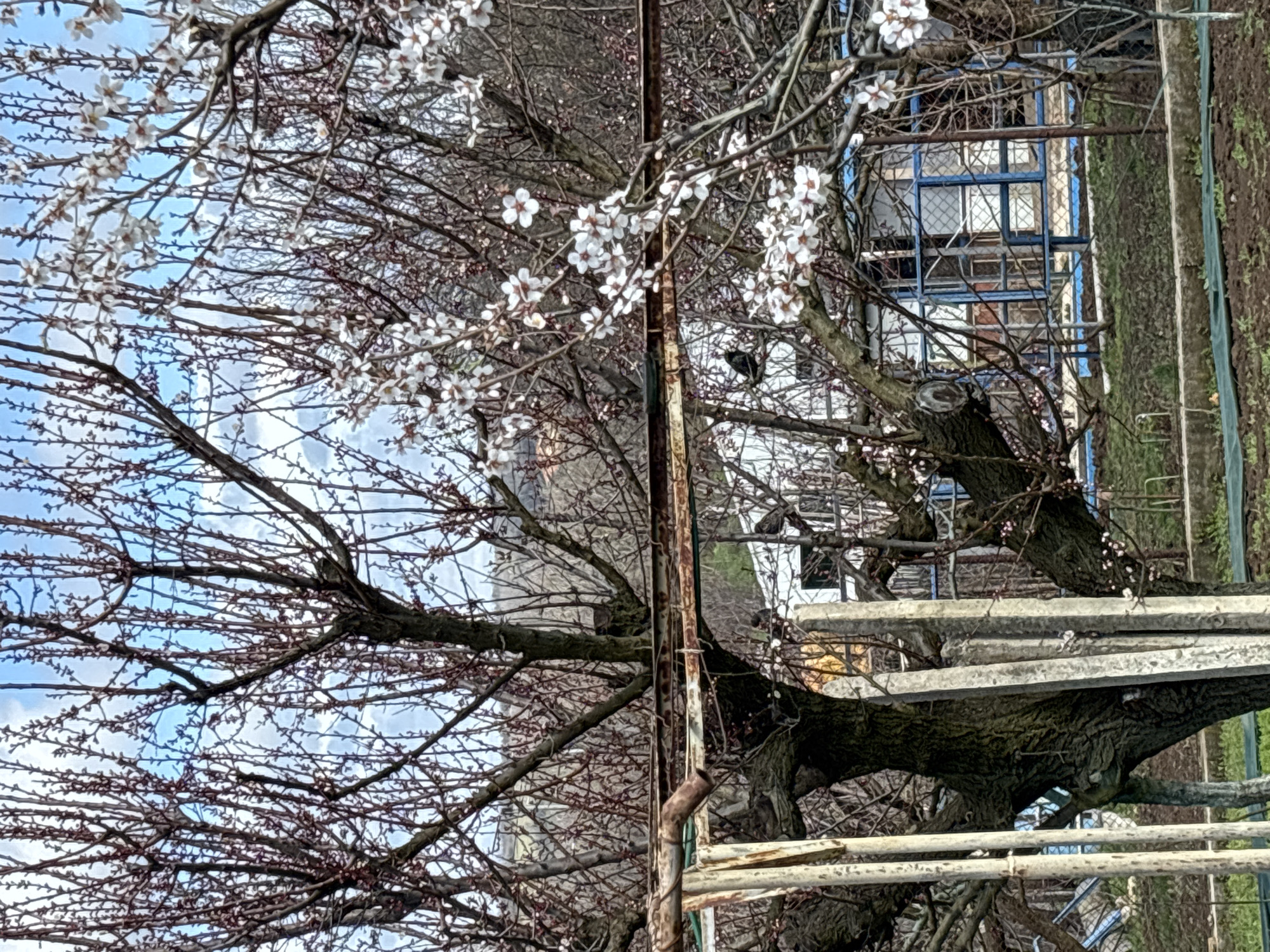 The image displays an outdoor scene in Pleven, Bulgaria, characterized by early spring foliage and structures. In the immediate foreground, a rustic, possibly makeshift, support structure is visible on the left, constructed from several vertical and horizontal metal pipes and beams, exhibiting significant rust on some surfaces. Adjacent to this, multiple tall, rectangular concrete posts stand vertically.
The midground is dominated by several deciduous trees with thick, dark trunks and branches. Most branches are densely covered with small, reddish-brown buds, indicating the nascent stages of leafing. A prominent branch on the right side of the image features numerous small white blossoms, suggesting a flowering fruit tree. Multiple small, dark-feathered birds are perched among the branches; at least four are clearly discernible.
The ground beneath the trees consists of both green grass and patches of dark, cultivated soil, with a low concrete border separating these areas. A green tarpaulin or similar material is laid out on a section of the bare ground.
In the background, visible through the tree branches, is a building featuring multiple windows with distinct blue frames and security grilles or mesh. Beyond the immediate structures and trees, distant hills or densely wooded terrain are visible under a partly cloudy sky with discernible blue patches. No human figures are present in the scene.