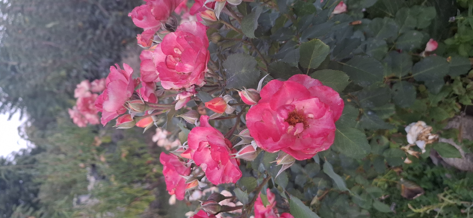 The image shows a close-up view of a bush with several pink roses in bloom and many buds. The roses are varied in their stage of bloom, with some fully opened and others still tightly closed. The petals are a vibrant pink, with some variations in shade and slight white tinges. The bush has lush green leaves, some of which appear to have dew drops on them, suggesting it might have rained or been recently watered. In the background, there is a blurred view of more greenery and trees, indicating an outdoor setting, possibly a garden or park. The overall lighting suggests it is either early morning or late evening. The scene is devoid of any people or animals. This photograph appears to have been taken in the city of Pleven, Bulgaria, likely in a garden or park setting where roses are cultivated.