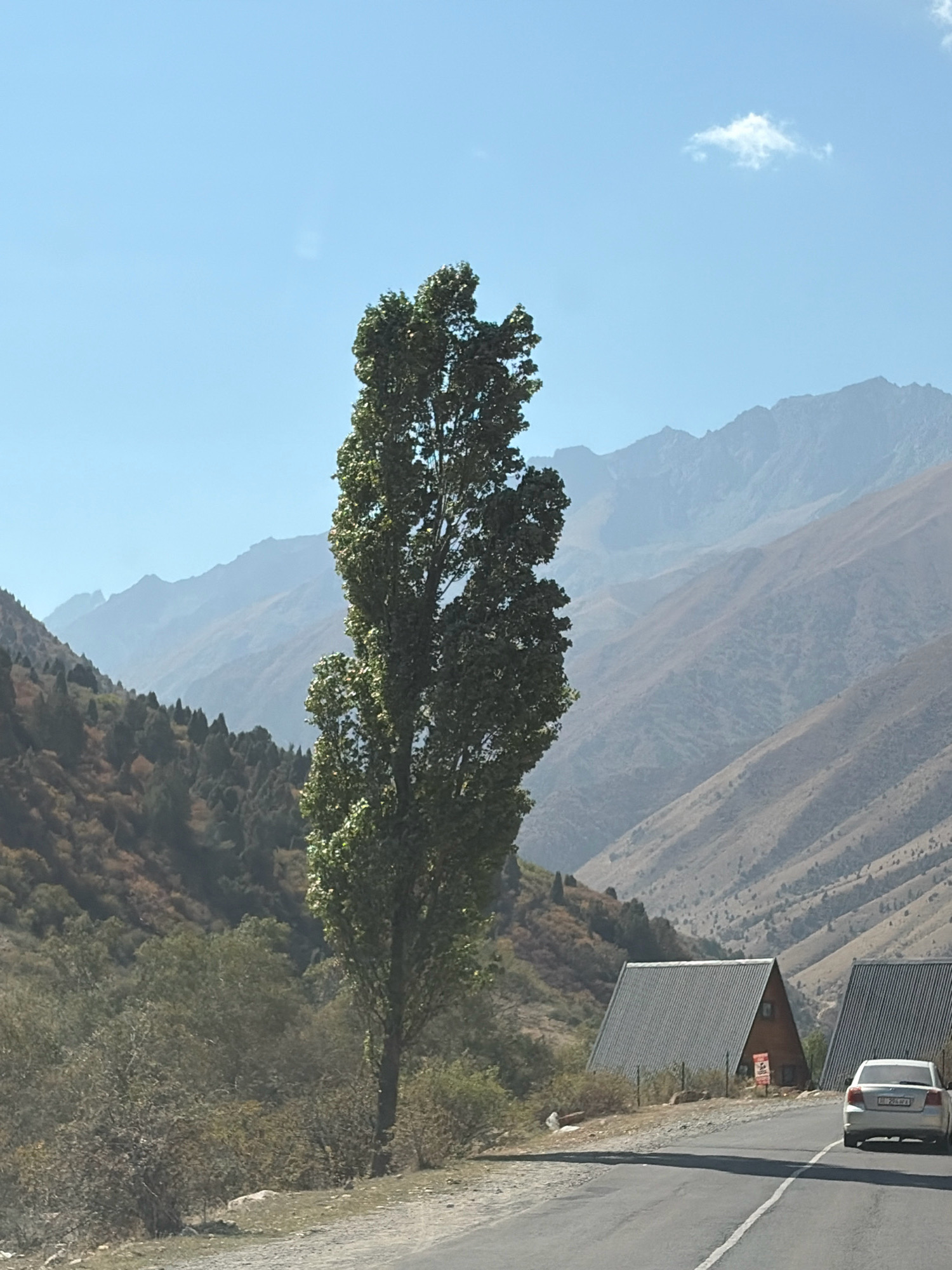 A tall, slender deciduous tree stands prominently in the center foreground of the image, its green leaves illuminated by sunlight. To the right, a paved road curves into the distance, with a white sedan driving away from the camera. The road is bordered by a dry, gravelly shoulder. In the middle ground, two A-frame structures with corrugated metal roofs are visible. One structure is partially obscured by vegetation, while the other is more fully visible and appears to be a wooden cabin. The landscape is characterized by steep, mountainous terrain covered in sparse vegetation, with rocky slopes and distant, hazy mountain ranges under a clear blue sky. A small, wispy cloud is present in the upper right quadrant of the sky. The scene appears to be in a rural, mountainous region.