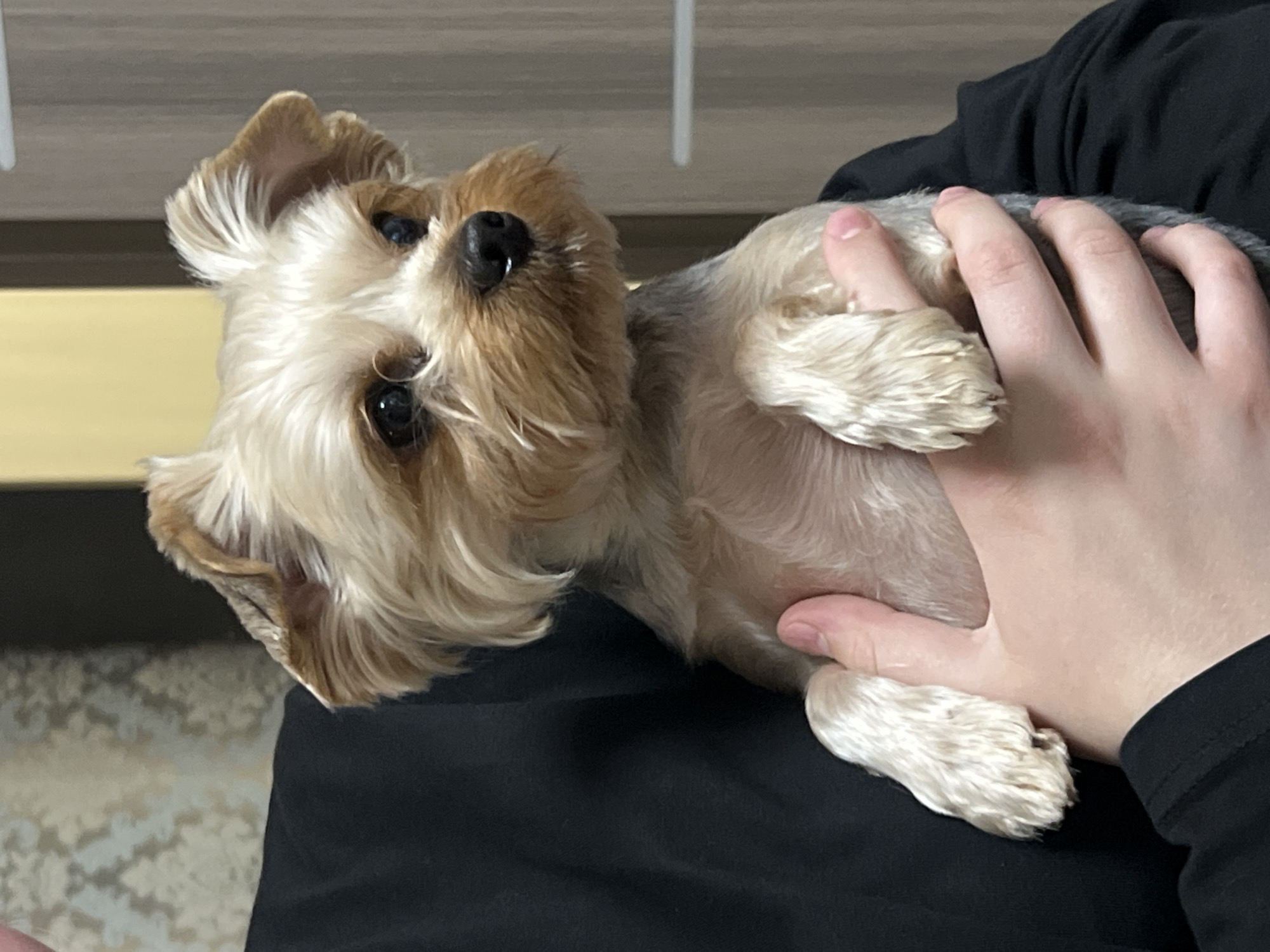 In this close-up, waist-up shot, a small Yorkshire Terrier is held by a person's arms. The dog, facing to the right, has light brown and cream-colored fur, with dark eyes and a black nose. Its ears are perked up and slightly tousled. The person holding the dog is wearing a black hooded sweatshirt. The background shows a beige patterned wallpaper and a wooden door with vertical panels. The lighting is soft and diffused. The image appears to be taken indoors, likely in a residential setting in Chaikovsky, Russia.