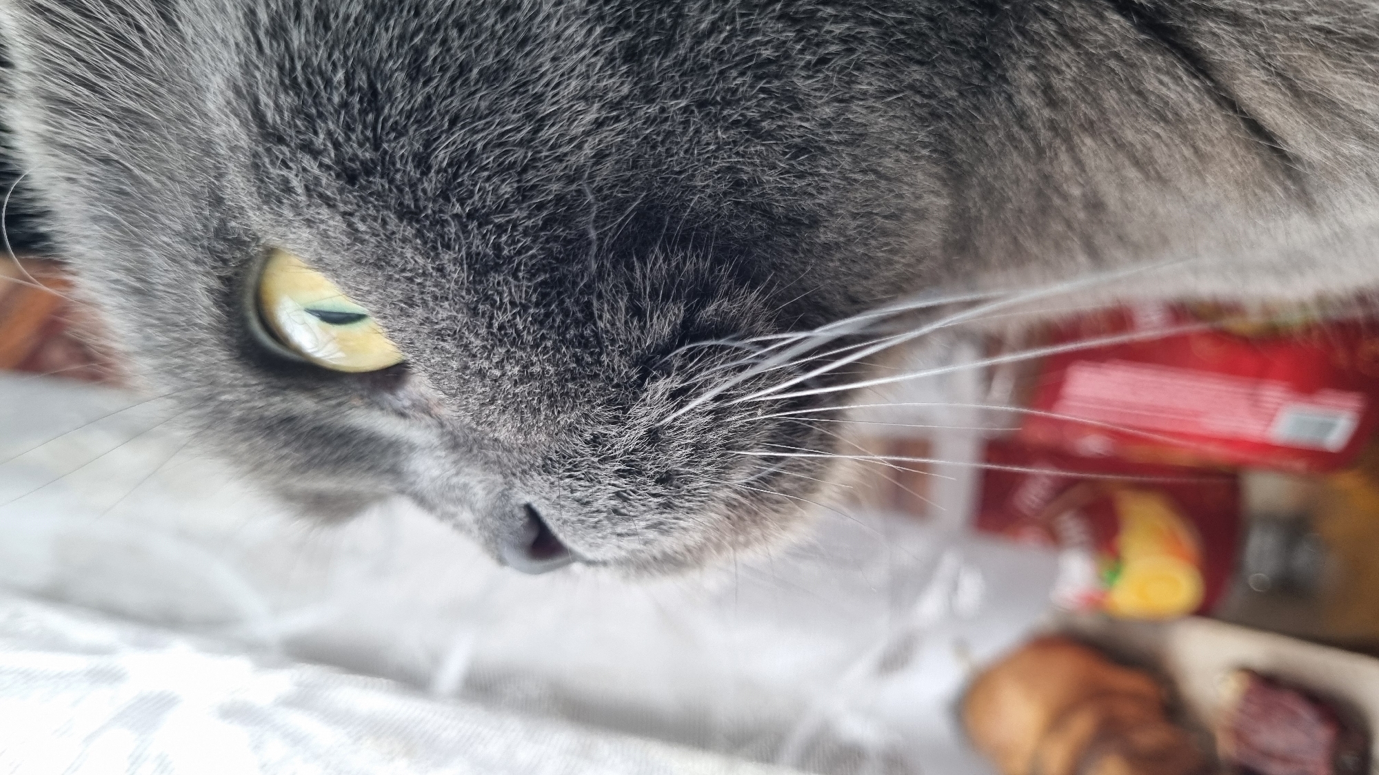 A close-up, eye-level shot captures the profile of a grey cat's face. The cat's large, yellow-green eye is in sharp focus, with a slit pupil clearly visible. Its fur is a dense, textured grey, with prominent white whiskers fanning out from its muzzle. The background is blurred, but suggests an indoor setting. To the left of the cat's face, a sheer, white curtain is visible, partially obscuring the view. In the lower part of the frame, a collection of out-of-focus objects can be seen. These include what appears to be a croissant, a piece of meat, and two red containers, one of which has a yellow circular label with a red design. The lighting suggests daylight coming from the left, illuminating the cat's face. The image does not provide any specific information about the city of Vysokoe, Russia, or any contextual clues to place the scene there.