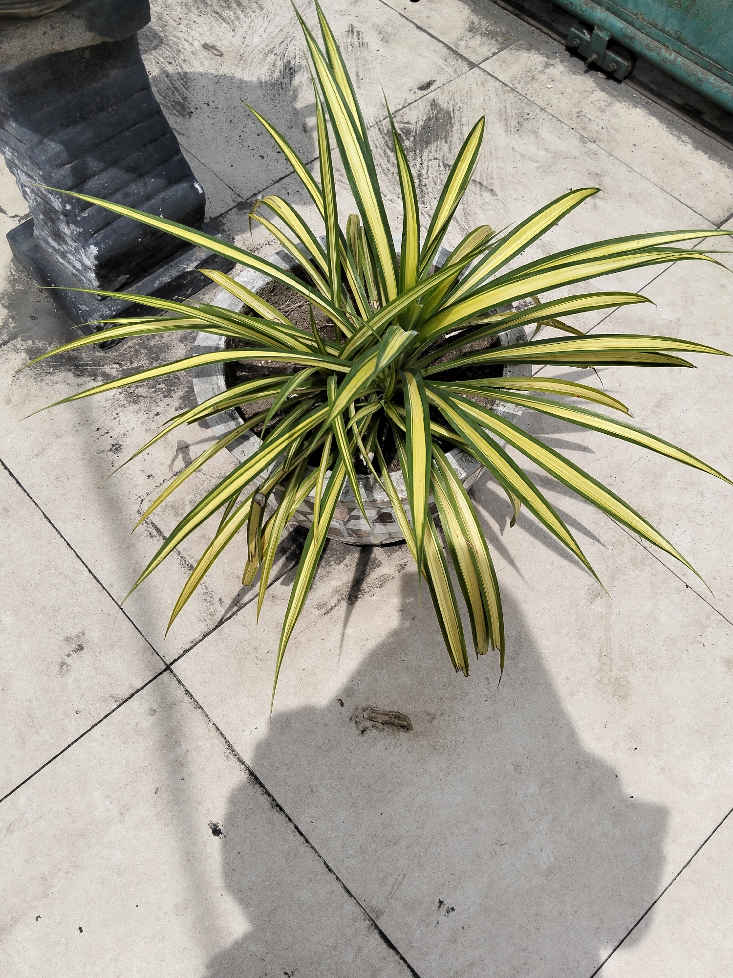 A variegated spider plant (Chlorophytum comosum) in a decorative pot is situated on a tiled outdoor surface. The pot, made of a mosaic of small reflective tiles, sits on a light-colored tiled ground with visible grout lines and some dark stains. To the left of the pot, a dark, possibly stone or concrete object with a textured, layered surface is present. In the background, a portion of a weathered, teal-colored metal structure with visible bolts and hinges is visible. The scene is illuminated by sunlight, casting a distinct shadow of the plant and potentially a person onto the tiled ground. The environment appears to be a paved area, possibly a courtyard or balcony, in the city of Bireuen, Indonesia. No people are directly depicted in the image.