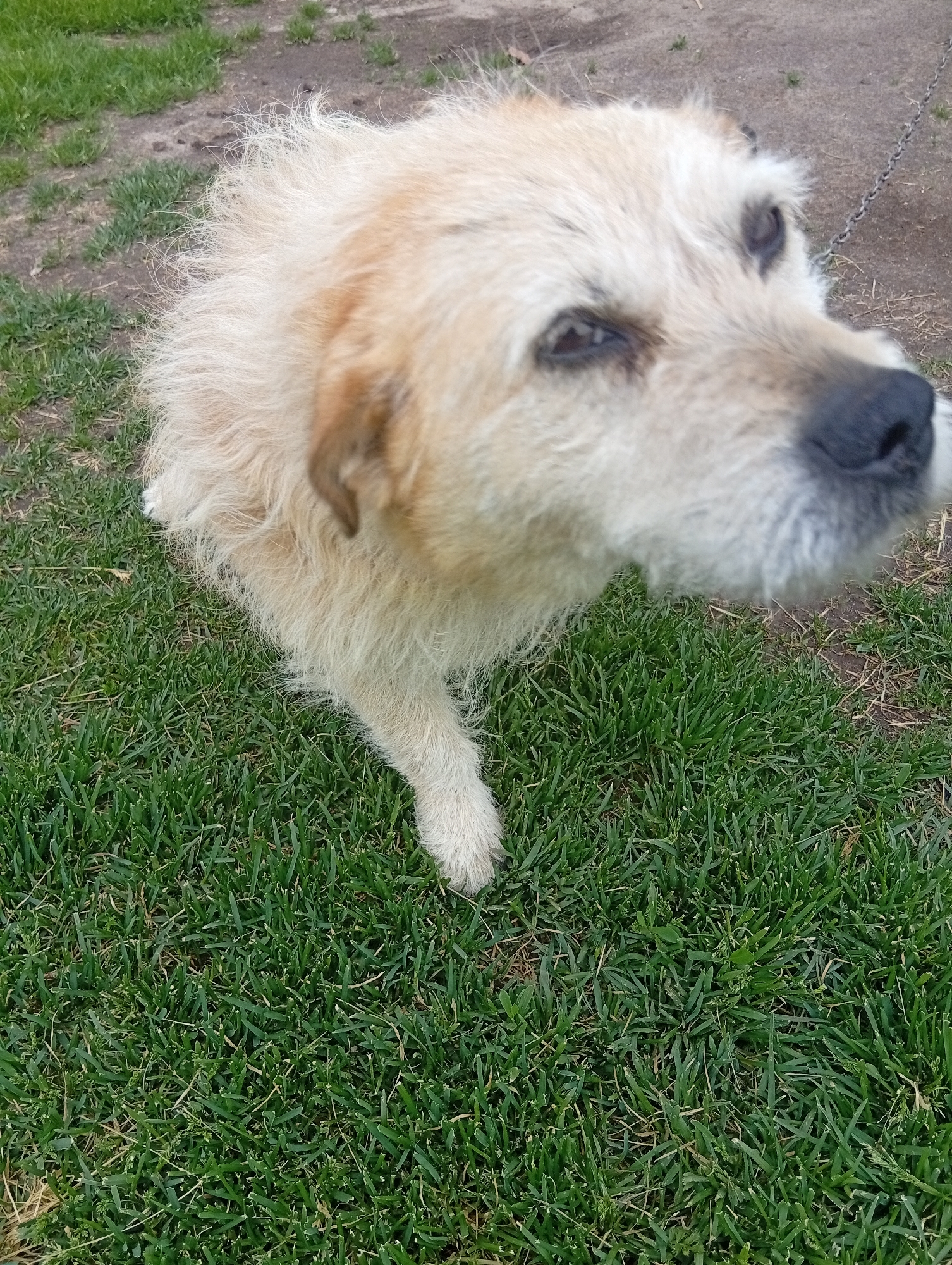 A medium shot, taken from a high angle, captures a light-brown, scruffy-haired dog with a black nose and dark eyes. The dog is on a patch of green grass. In the background, there is a dirt path and a metal chain. The image was taken in Varputėnai, Lithuania.