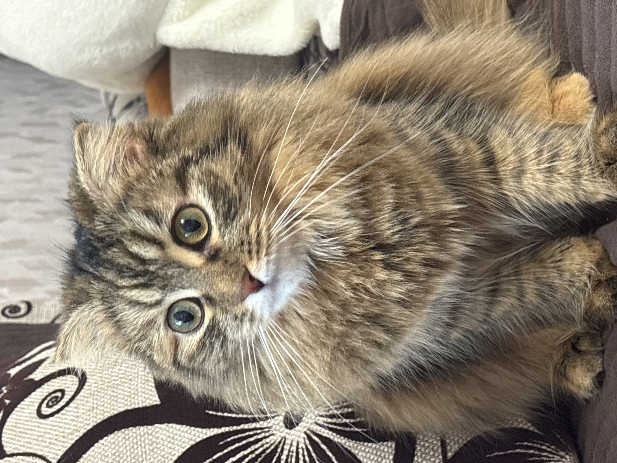 A long-haired tabby cat with green eyes is lying on a patterned cushion or blanket. The cat is light brown and grey with white whiskers, and is curled on its side. A partially visible white object is in the background. The location and city of Perm, Russia are not discernible from the image.