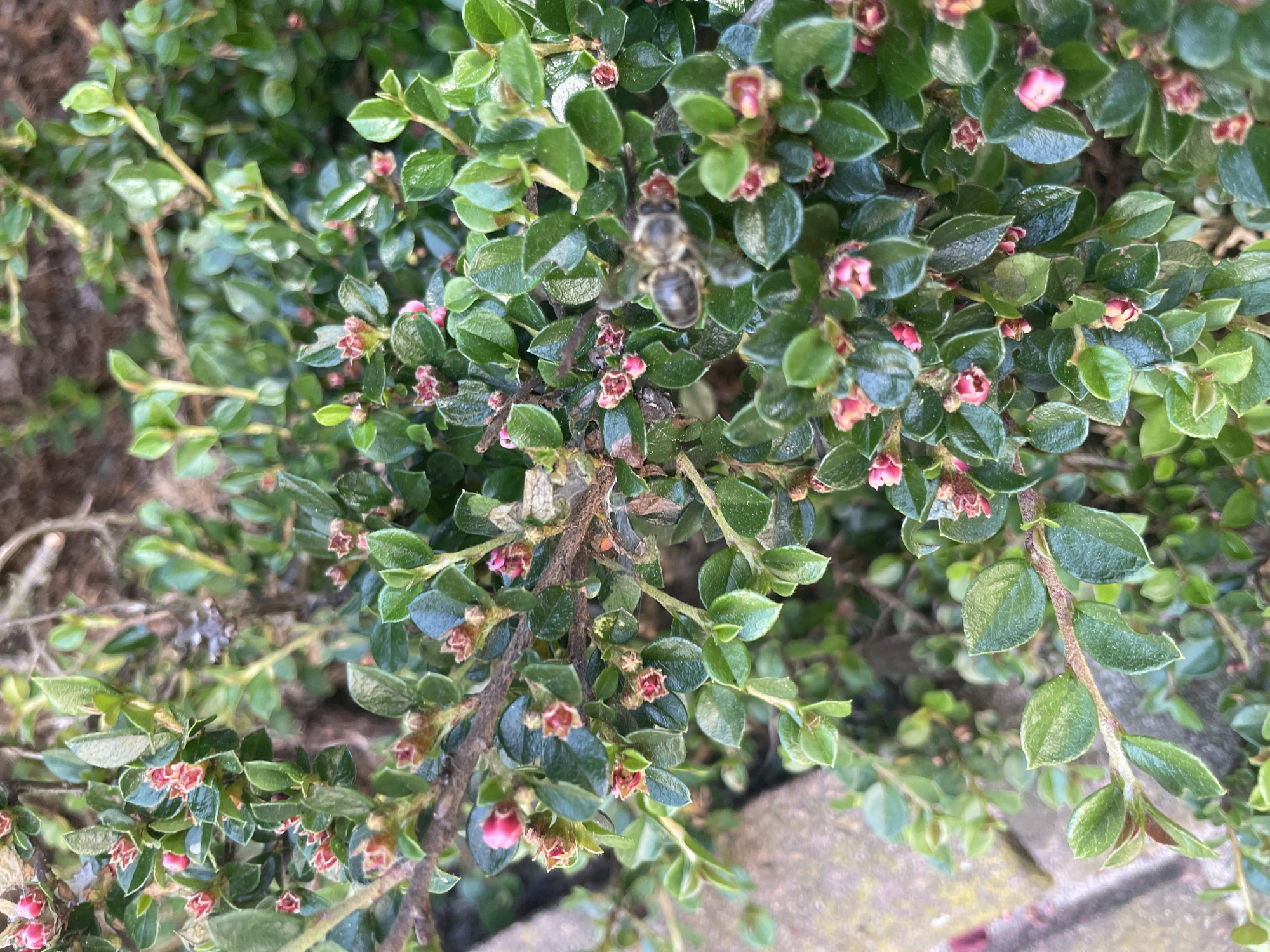 The image shows a close-up of a flowering plant, likely a creeping cotoneaster, with small, rounded green leaves and tiny, pinkish-red flowers. A bee is captured in mid-flight amidst the foliage, seemingly gathering pollen. The background includes hints of paving stones or concrete, suggesting an urban garden or landscaped area. The location details of the city of Unknown, Unknown, are unknown.
