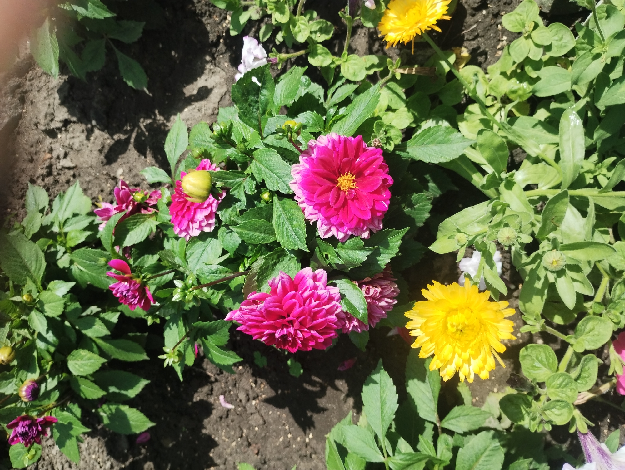 The image is a close-up, high-angle shot of a flower bed containing several bright pink and yellow dahlia flowers. The flowers are in various stages of bloom, with some fully open and others still developing. The petals are vibrant and detailed, showcasing the intricate layers of each blossom. Lush green leaves surround the flowers, creating a natural and textured backdrop. The ground appears to be dark soil, with some shadows suggesting it is a sunny day. There are no people, animals, or man-made structures visible in the image. The scene is likely a garden or park in the city of Sumy, Ukraine, given the provided context.